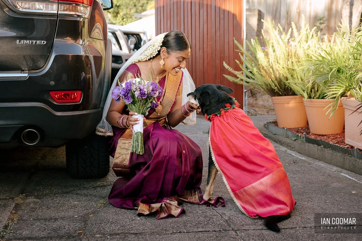 carrum-downs-shri-shiva-vishnu-temple-wedding-dog.jpg