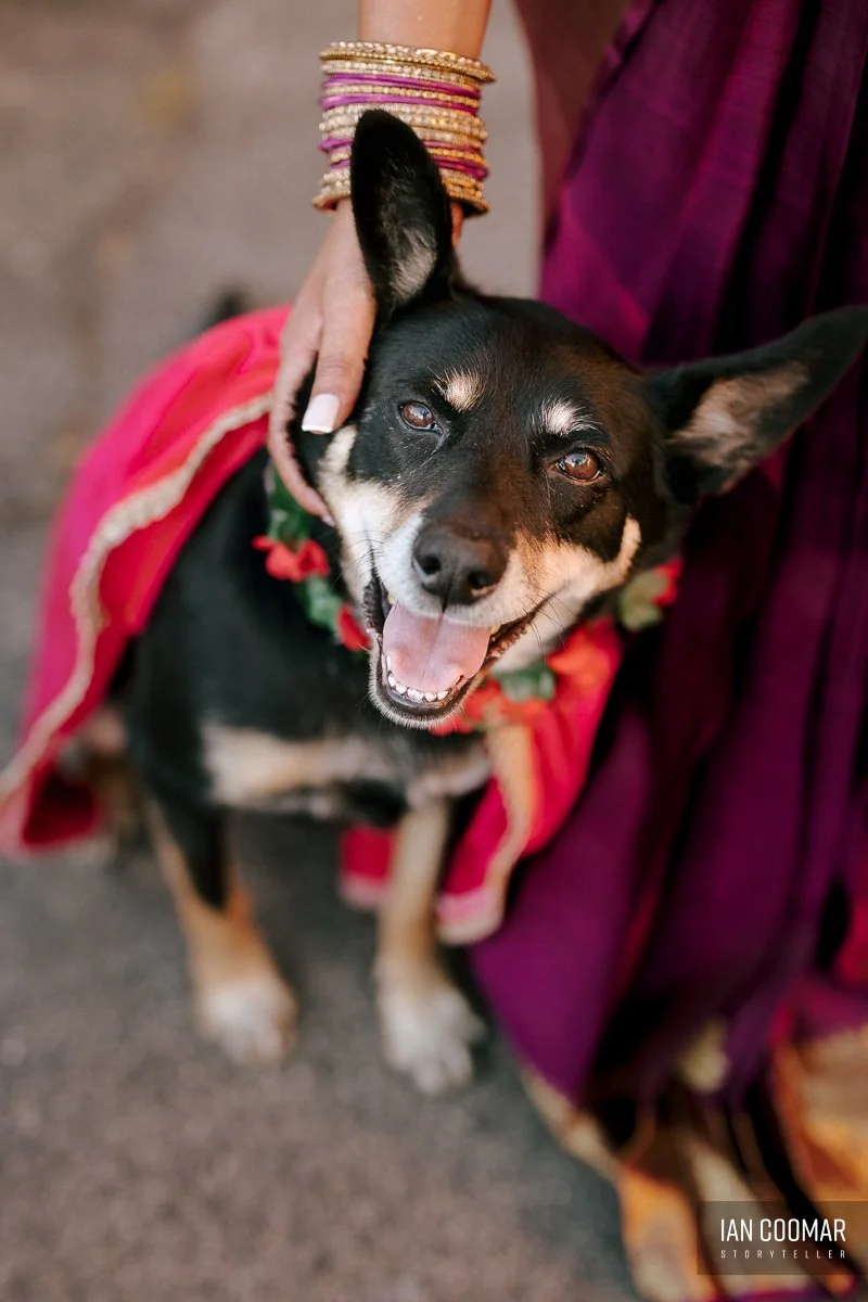 carrum-downs-shri-shiva-vishnu-temple-wedding-bride-dog.jpg
