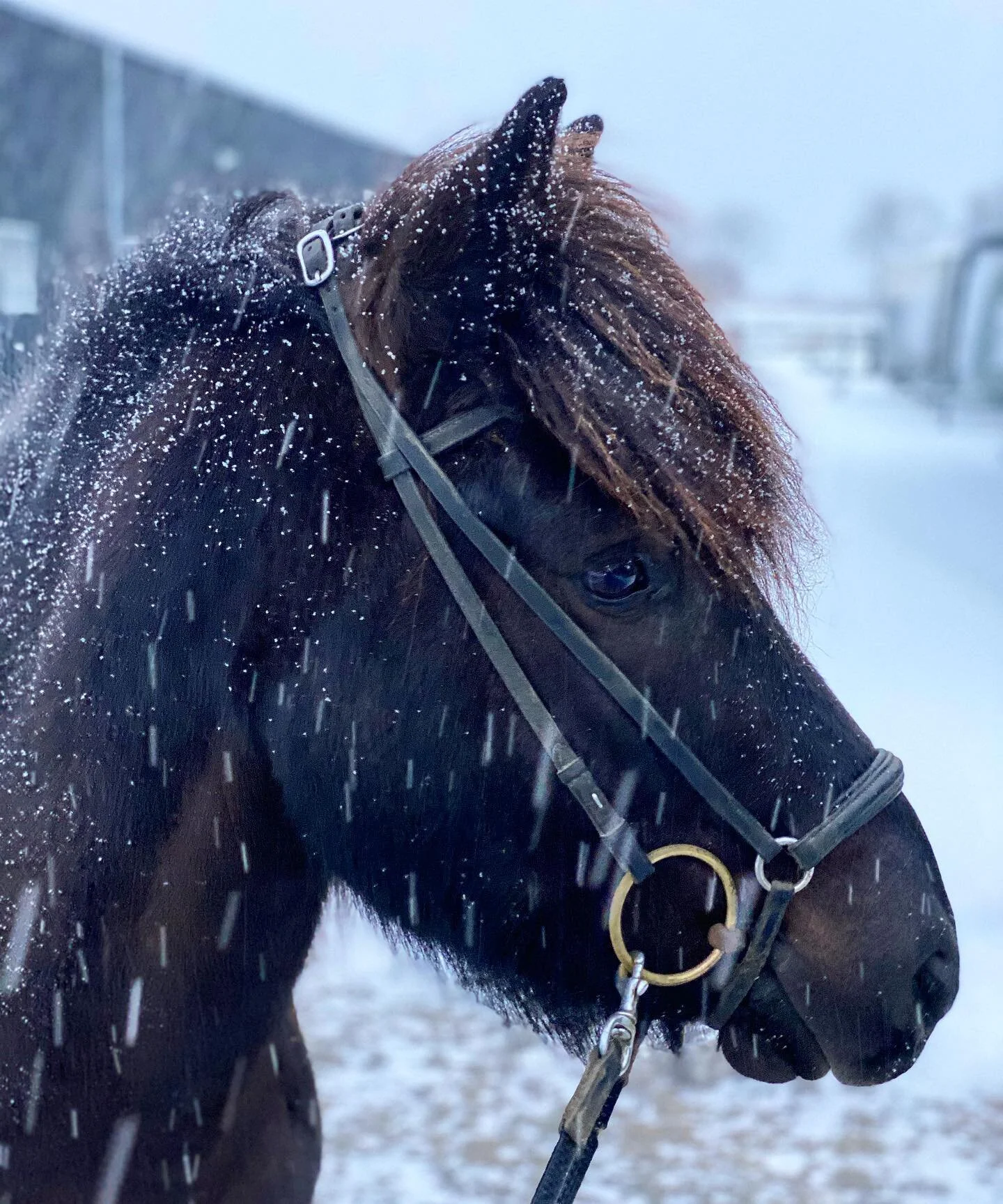Til Stormurs store overraskelse var der sne udenfor i morges ❄️💙 #stormurfraulb&aelig;k #snow #winter #winterwonderland