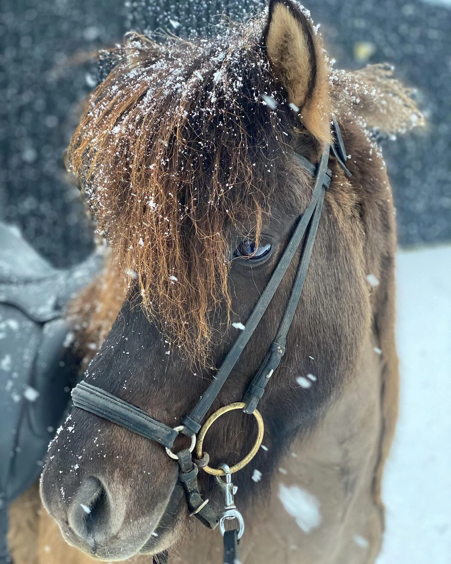 Snillingur fra Ulb&aelig;k i snevejret🤩❄️💙 #snillingur #gjafarfrahvoli #socute #snow #winterwonderland #wintertime