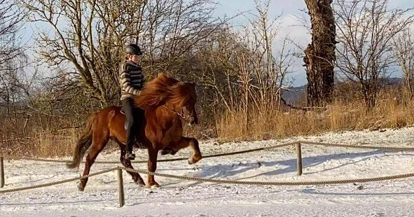 🌟Frami fra Ulb&aelig;k 🌟 - p&aring; frisk tur i sneen❄️💙 F: Gjafar fra Hvoli, M: Fj&ouml;&eth;ur fra B&oacute;lsta&eth;. #framifraulb&aelig;k #gjafarfrahvoli #promissingfuture #superhorse #wintertraining #winterwonderland #enyoinglife