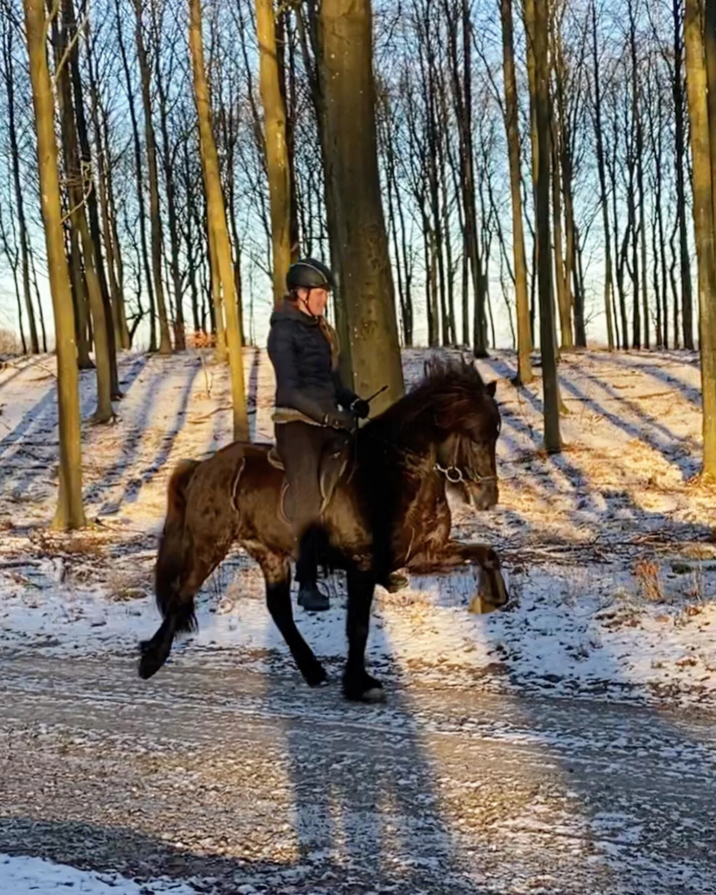 🌟Stormur fra Ulb&aelig;k🌟🥳🥰 #stormurfraulb&aelig;k #lookatmyhorsemyhorseisamazing #blackbeauty #blackunicorn #wintertraining #lovefrostydays