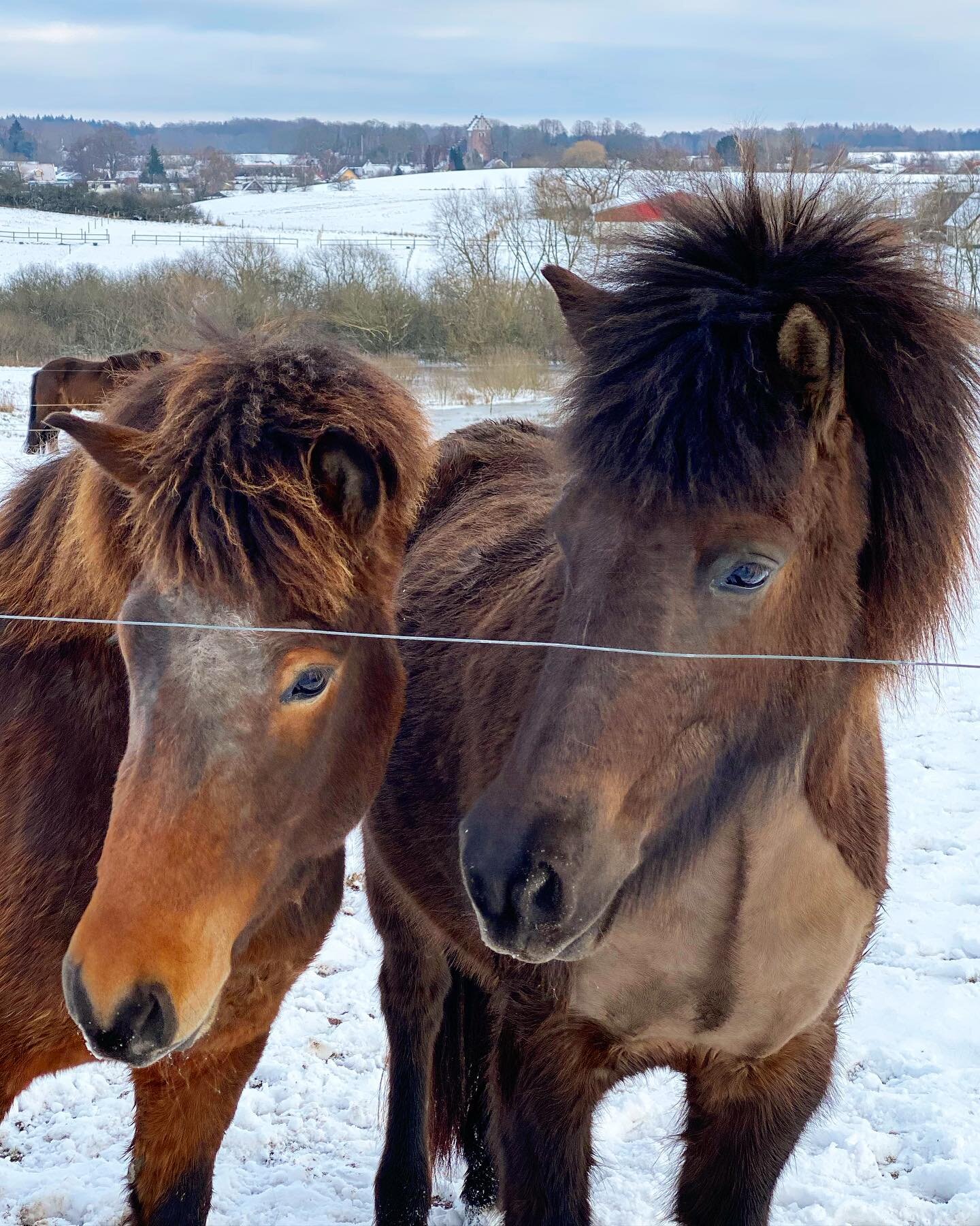 Bedste vennerne Dama og V&iacute;lja fra Ulb&aelig;k nyder frosten 🥰💙❄️ #bestfreinds #youngmares #exitingfuture #winter #winterwonderland
