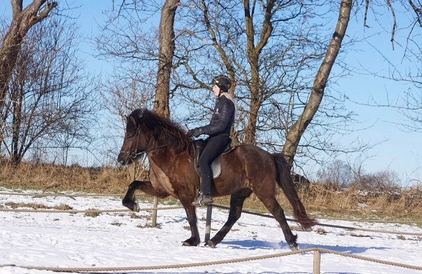 🌟Dama fra Ulb&aelig;k🌟 - tager sig godt ud i sneen og solskinnet🤩😍F: Gjafar fra Hvoli, M: D&iacute;lj&aacute; fra &Aacute;rm&oacute;ti. @klaraolafsdottir #gjafarfrahvoli #damafraulb&aelig;k #futurestar #breedingisfun #staldulb&aelig;k #winter #ri