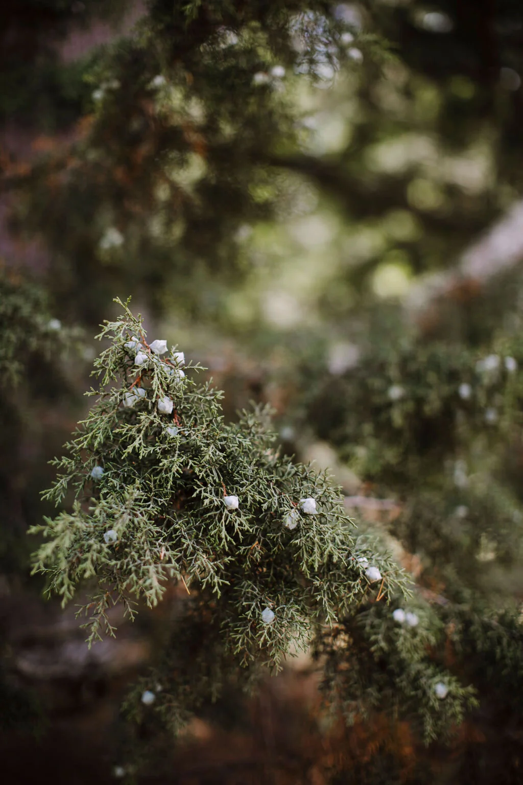 191214_justinaaron_wedding_sarah_raj_p-005.jpg