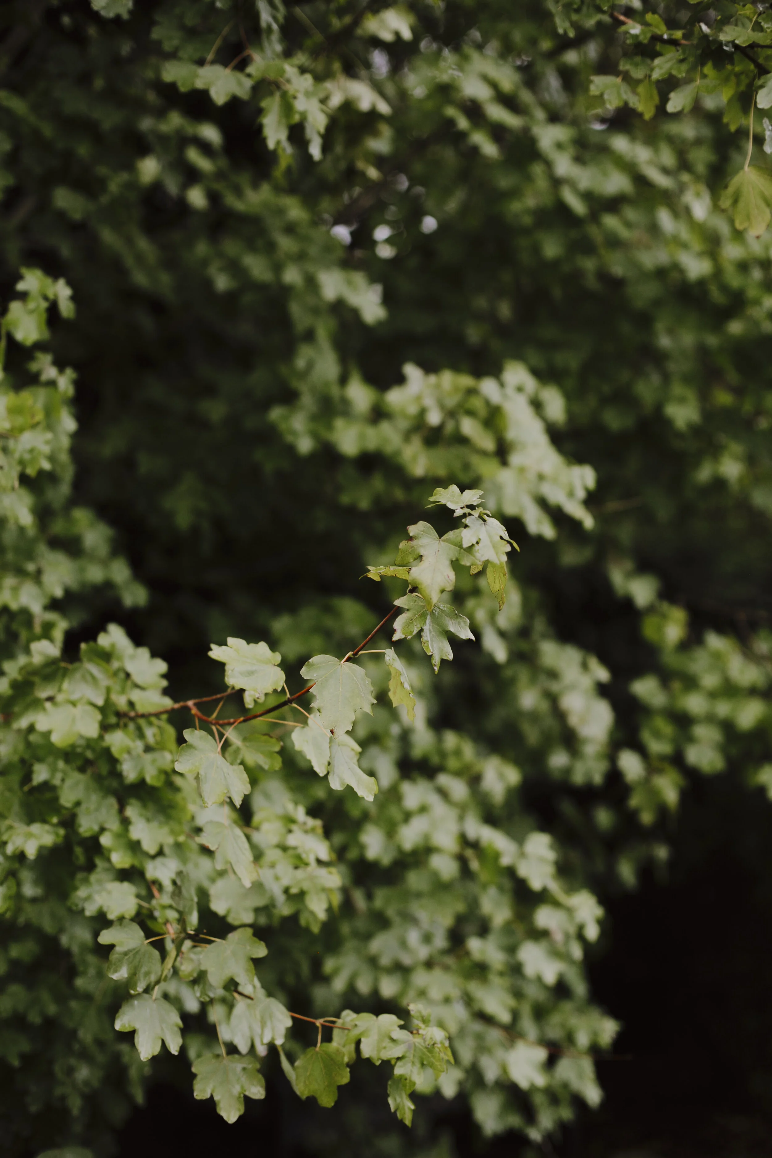 170318_justinaaron_wedding_chanelle_david_p-22.jpg