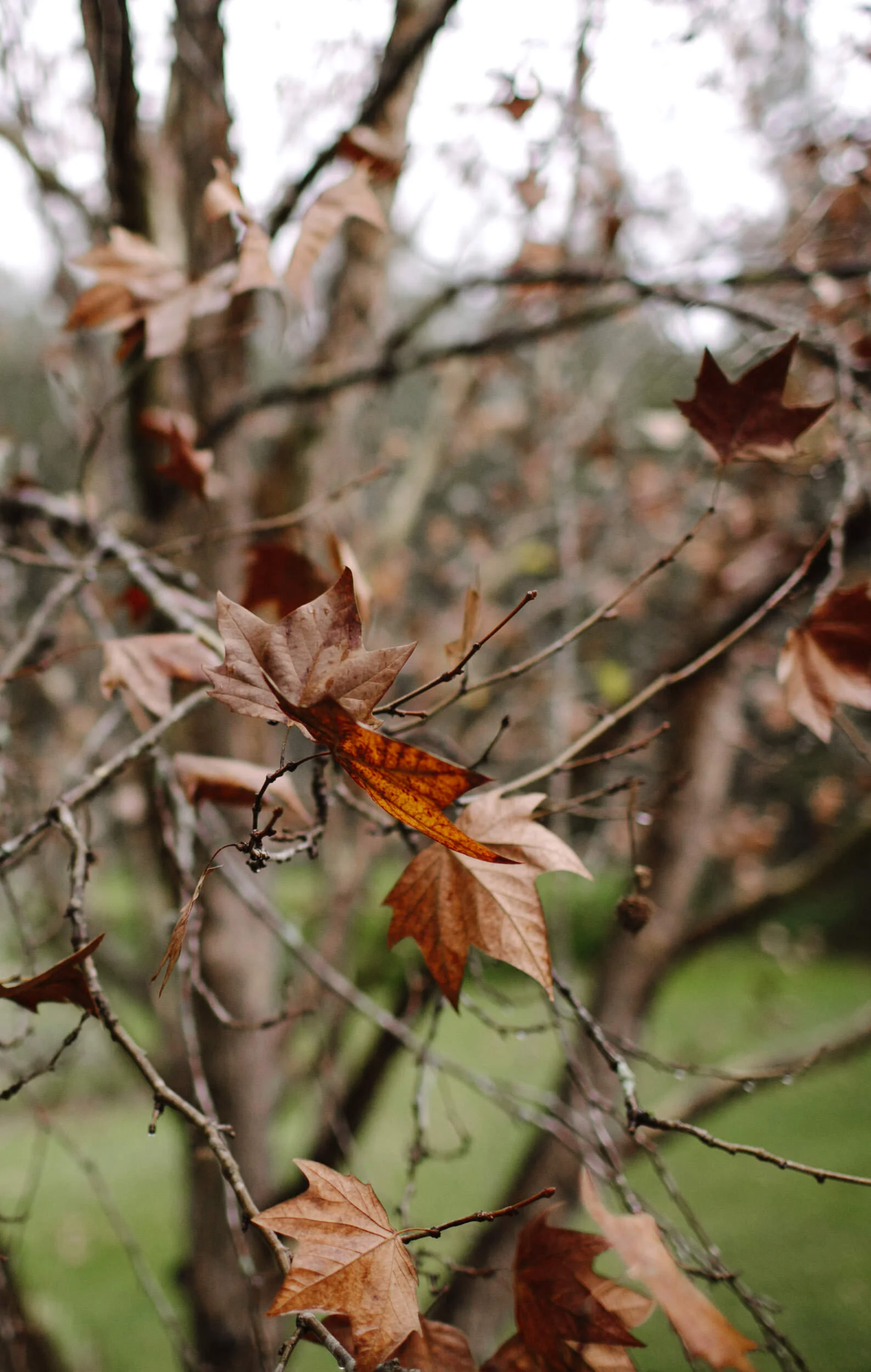 justinaaronphotographer_circa1876_huntervalley_brooke_leith_b-008.JPG