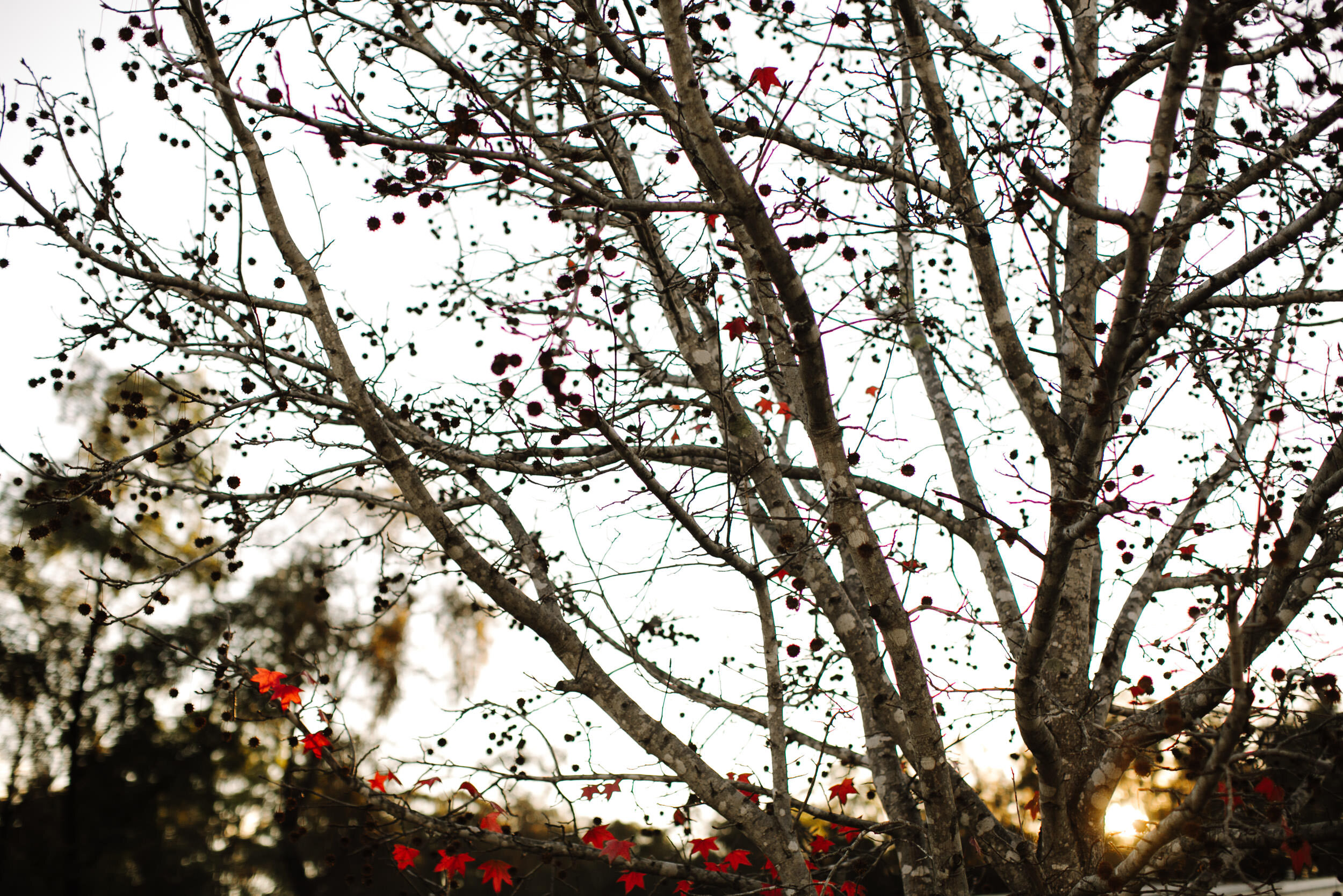 justinaaronphotographer_circa1876_huntervalley_brooke_leith_b-141.JPG