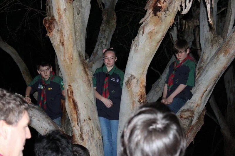 trees.jpg