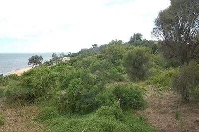 williams rd beach nov2011.jpg