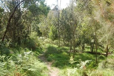 baden powell bushland reserve.jpg