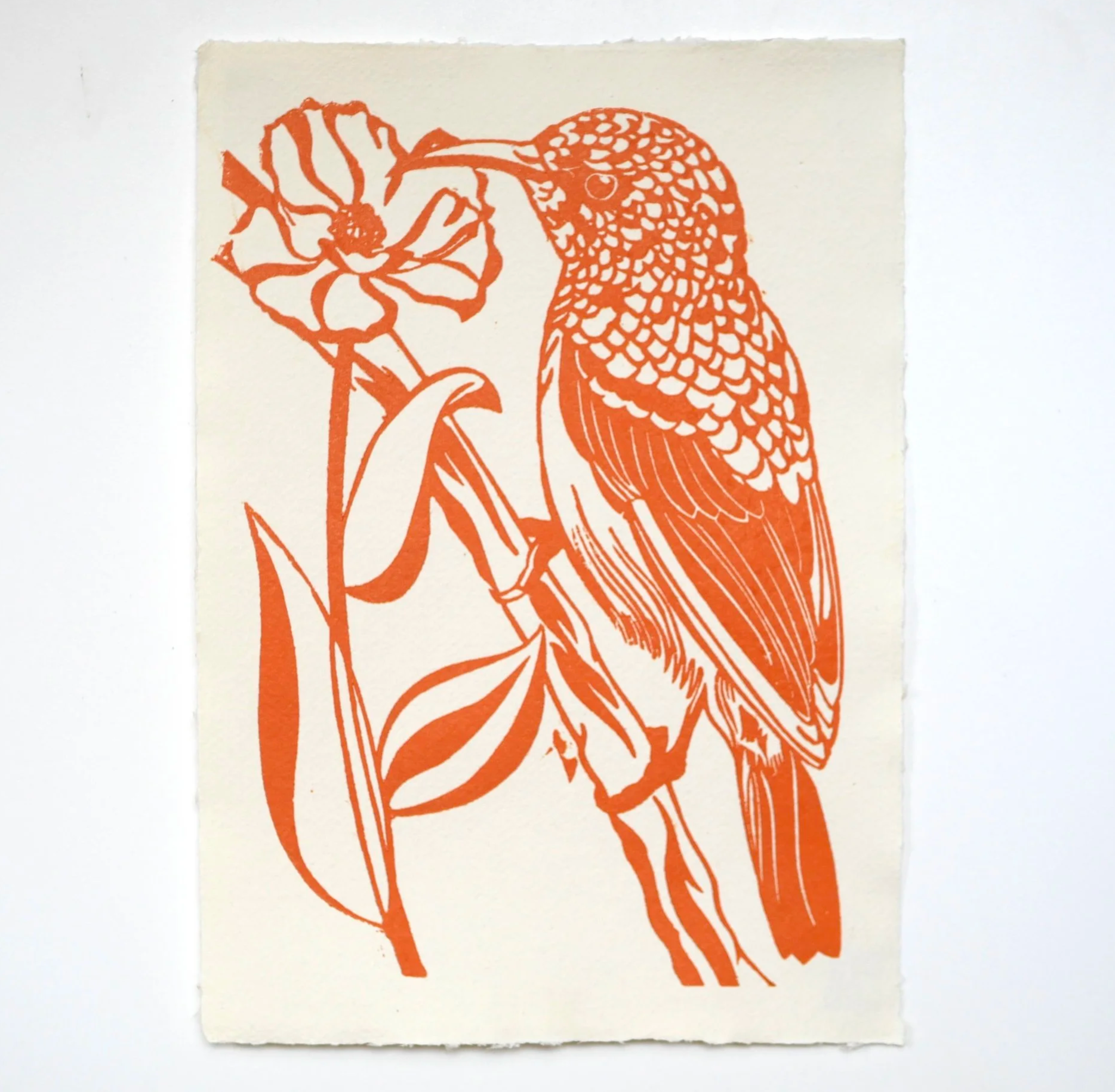 Palestine Sunbird and Anemone Coronaria
8 × 11 inches
Orange Relief Ink on Khadi Paper
2024
