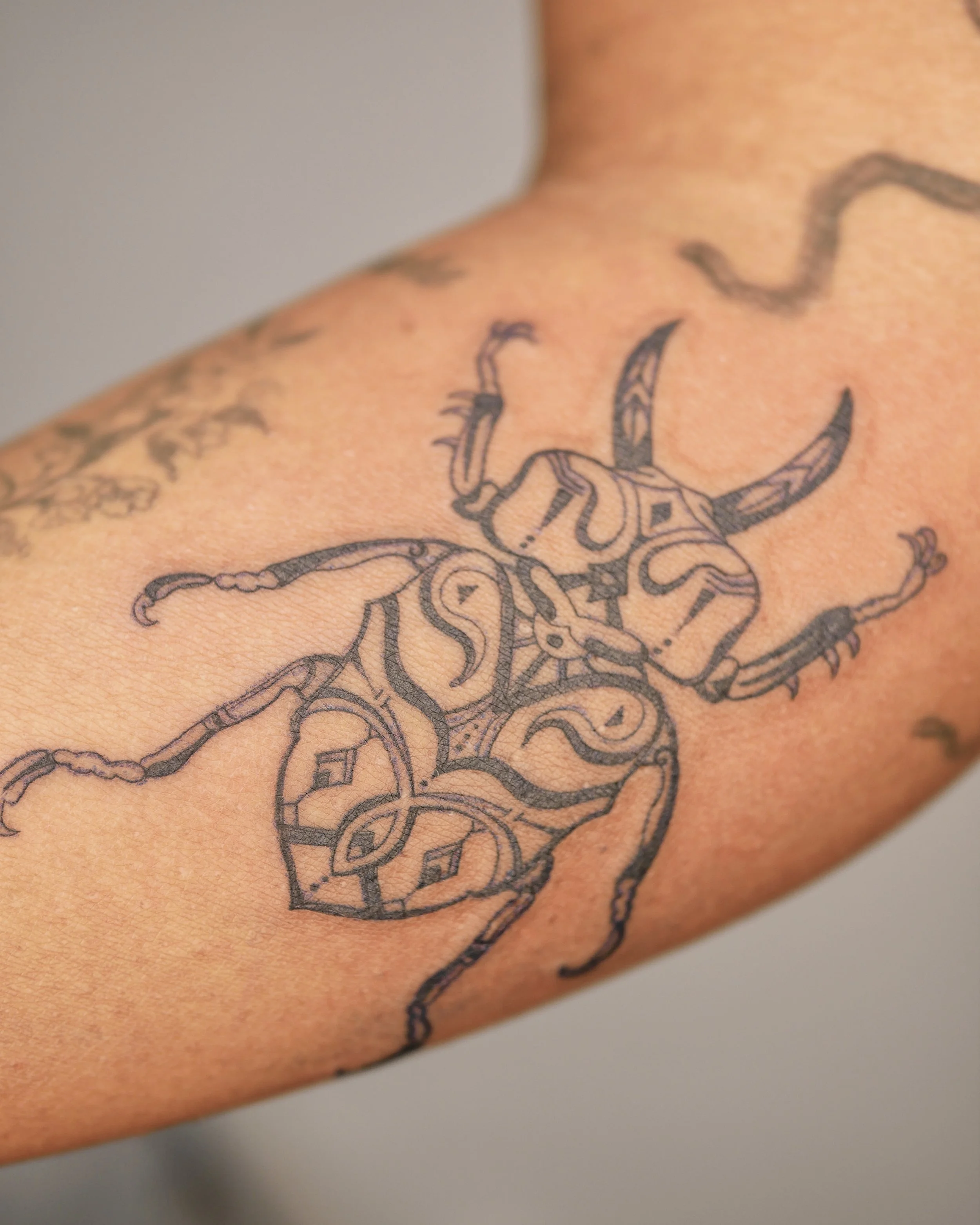 Patterned Beetle, 2026