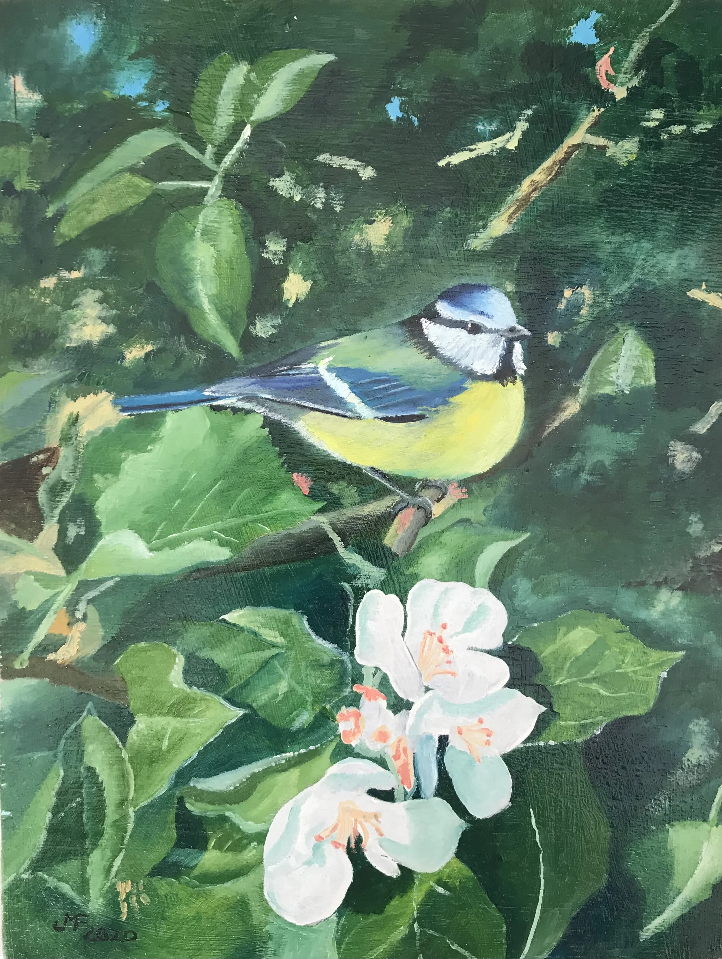 Blue Tit in Apple Tree