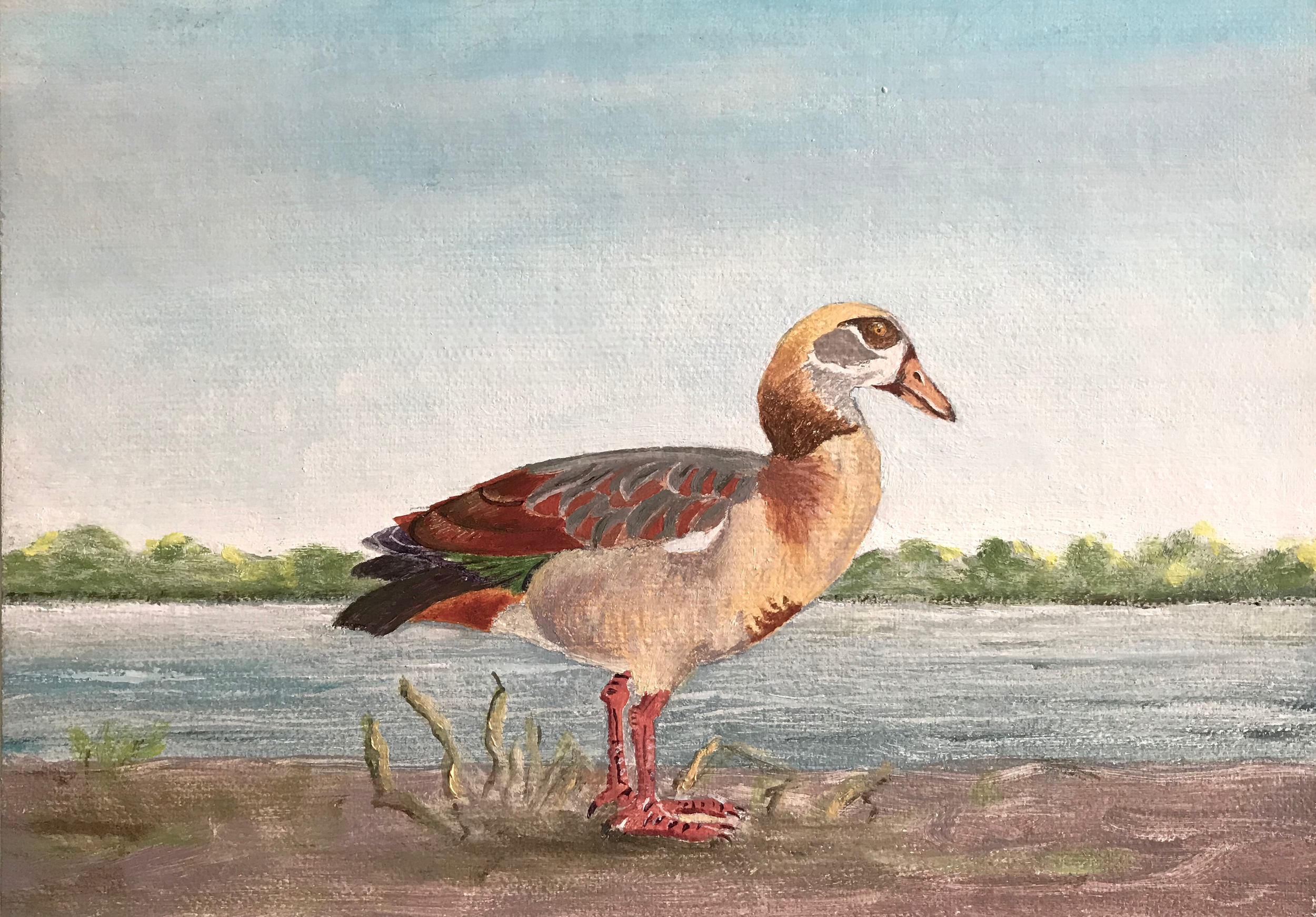 Egyptian Goose at Petersfield Lake
