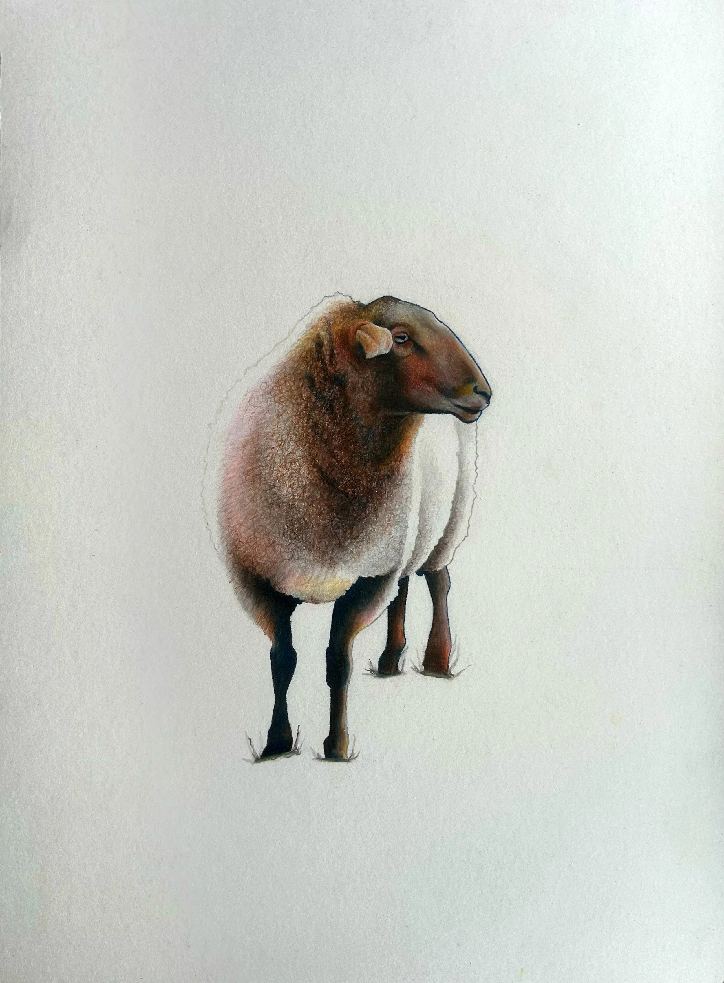 Irish Sheep | Coloured Pencil on Paper