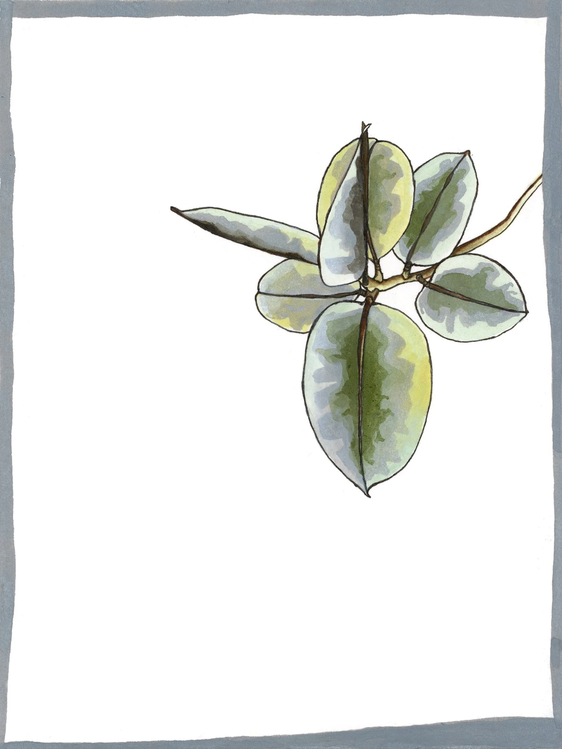Rubber Plant | Ink on Watercolour Paper, 6"x8"