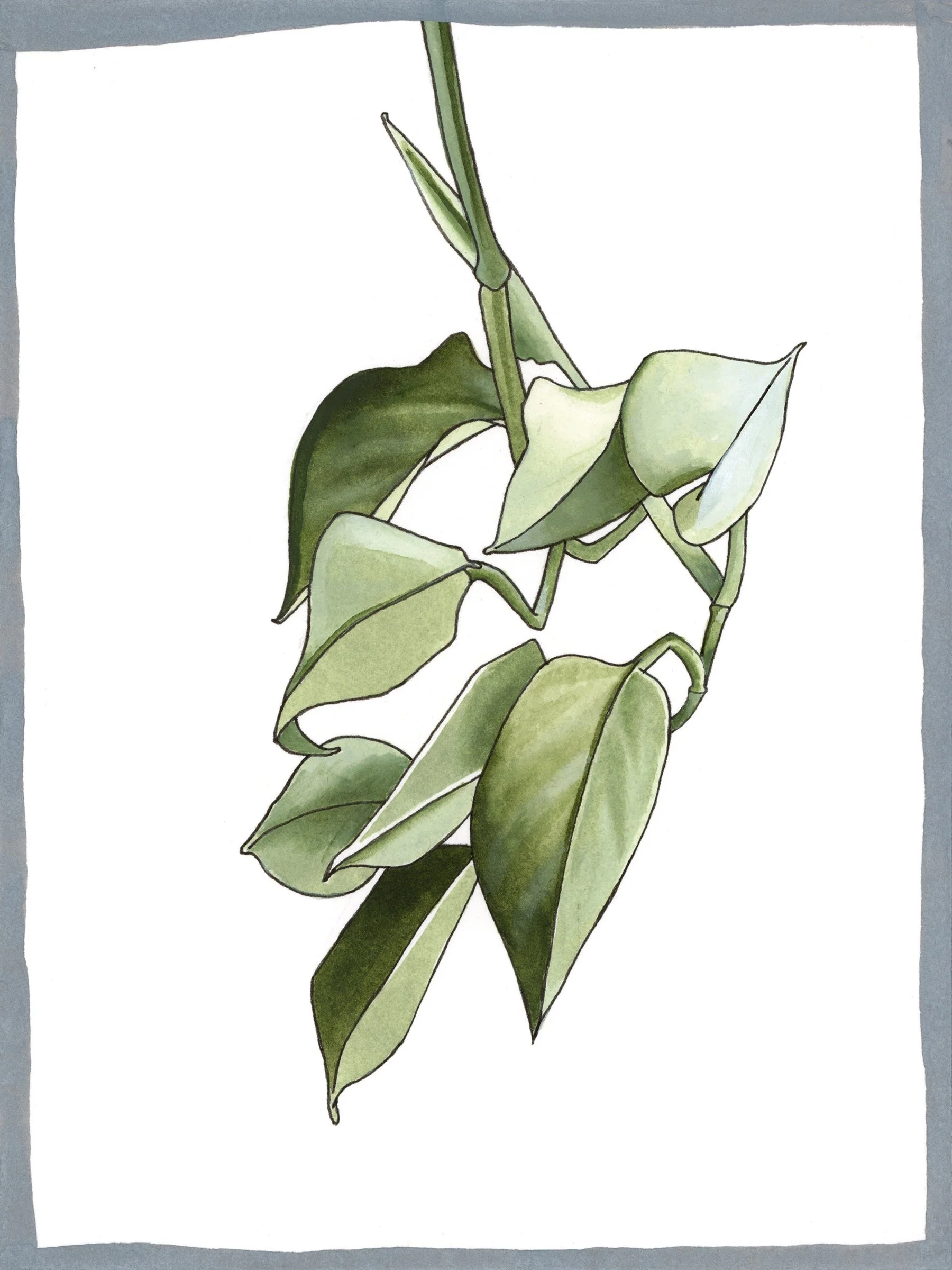 Pothos | Ink on Watercolour Paper, 6"x8"