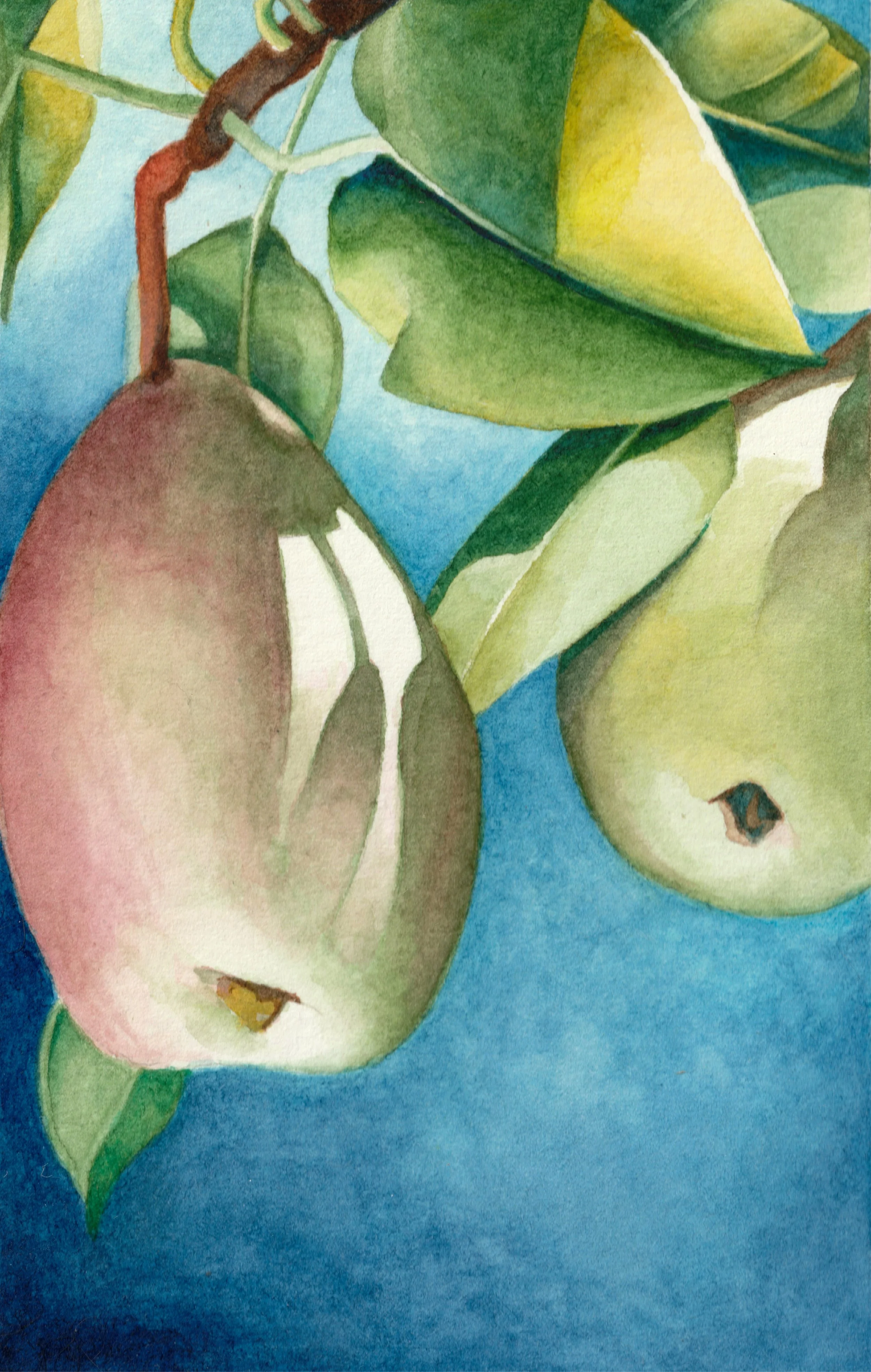 Two Pears | Watercolour on Paper, 3.5"x5.5"
