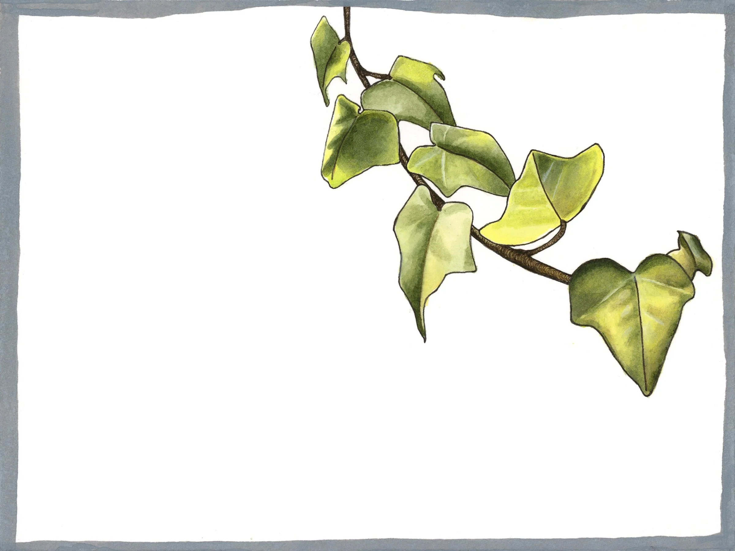 Ivy | Ink on Watercolour Paper, 6"x8"