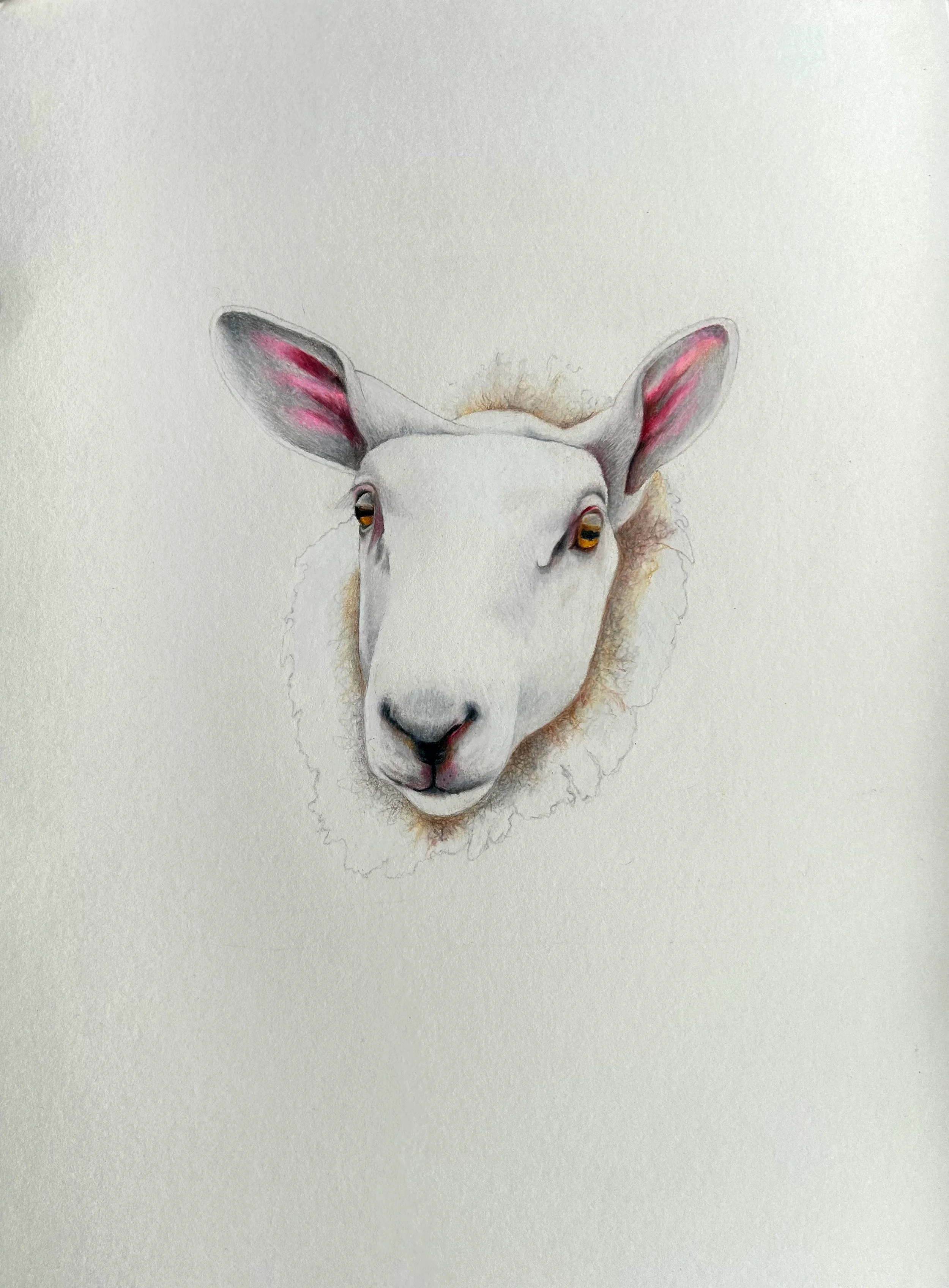 Head | Coloured Pencil on Paper, 11"x15"