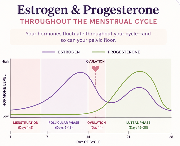 Why Your Pelvic Floor Feels Different Throughout Your Menstrual Cycle (And What You Can Do About It)