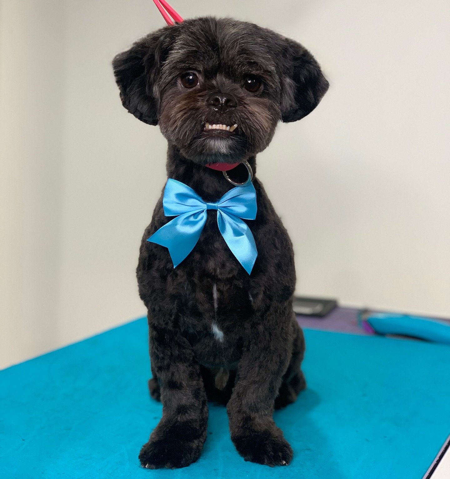 Leo ❤️
Swipe to the end to see his before! 

#shihtzu #shihtzulover #shihtzuworld #doggrooming #doggroomernyc #dogoftheday #nycgroomer #petstylist #nycdogs #dogsofnyc #yorkies #maltese #shihztu #cavapoo #maltipoo #havanese #goldendoodles #dogsofbrook