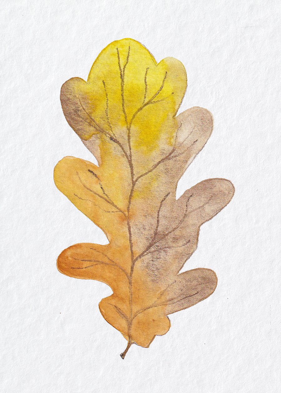 feuille de chene automne 2 BD.jpg