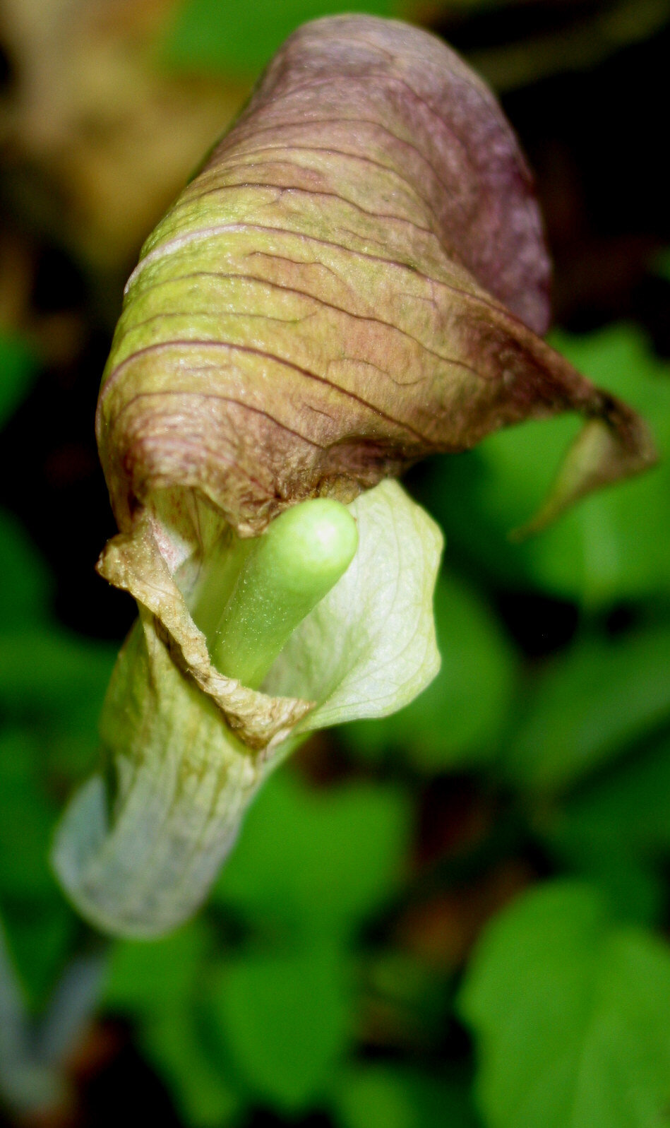  A flower in Mahoras Greenway - photos by Roberta Kaufman 