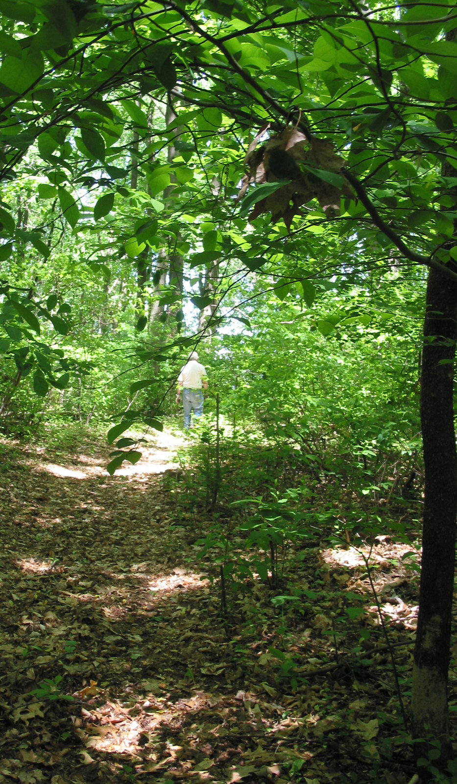  A trail in Mahoras Greenway - photos by Roberta Kaufman 