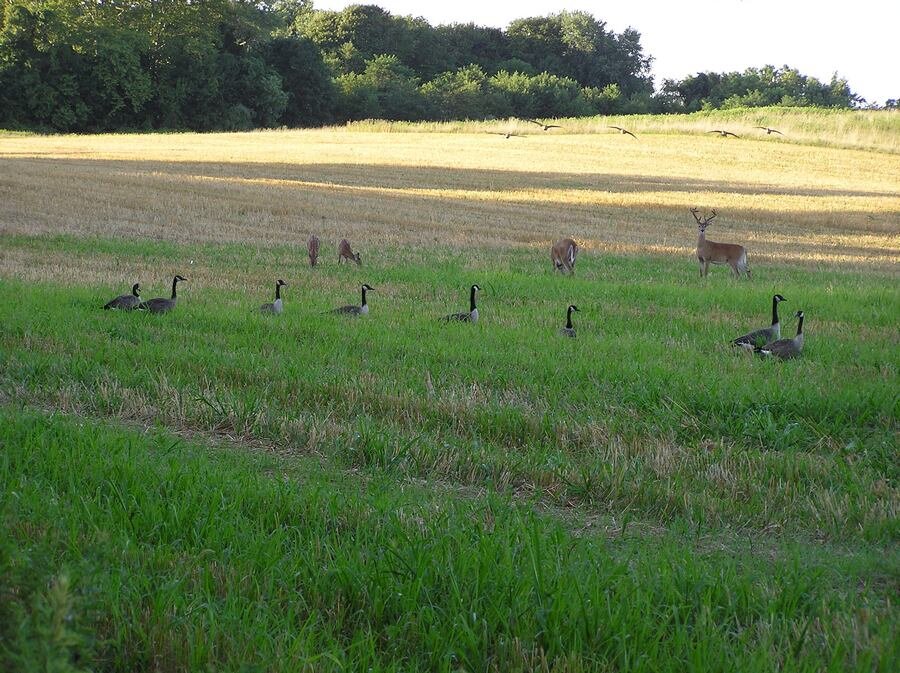  Deer and geese - photos by Sam Shramko 