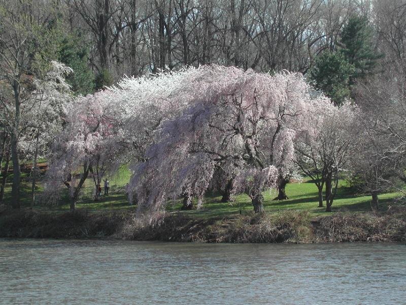  Tree in the park - photographer unknown 