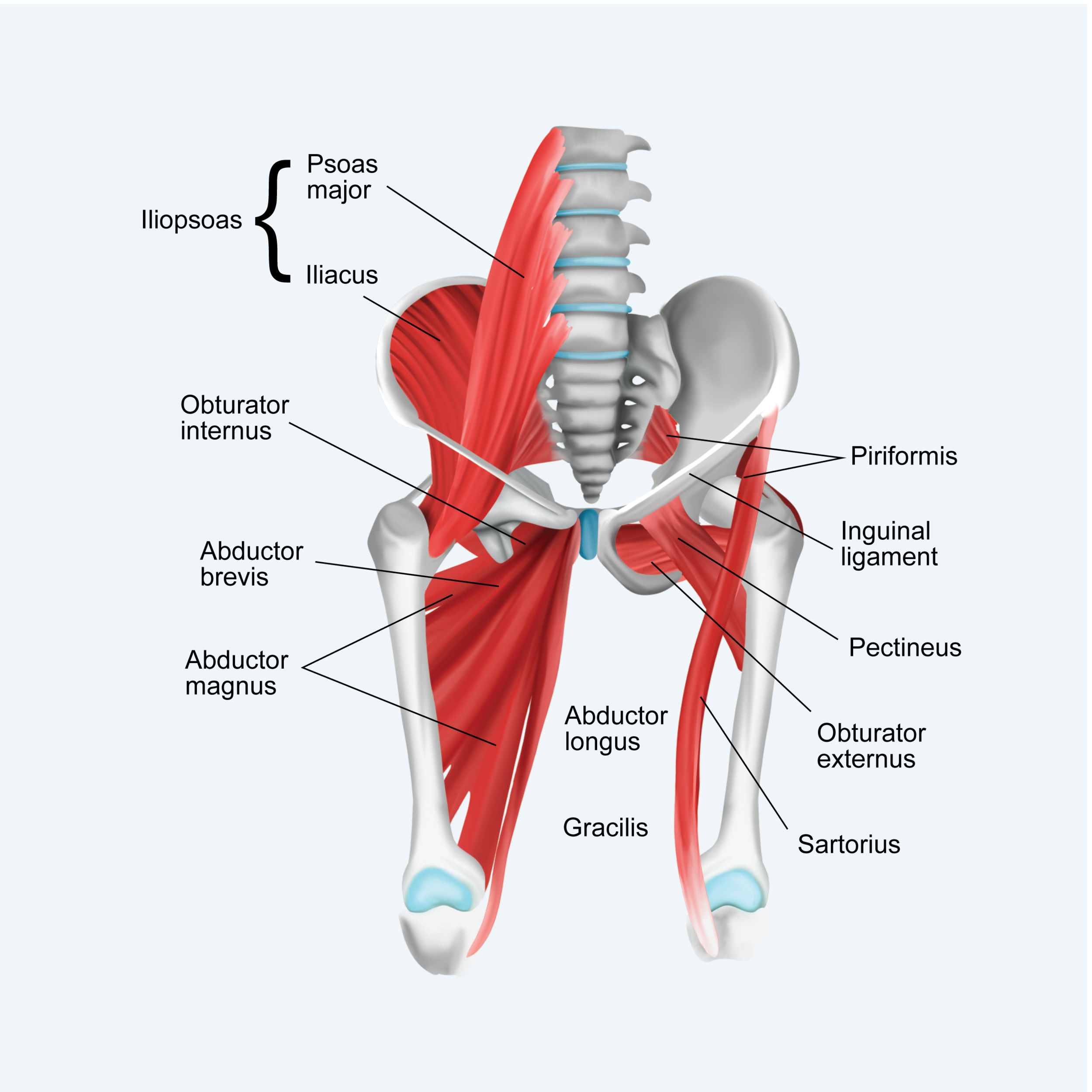 Obturator Externus Pectineus
