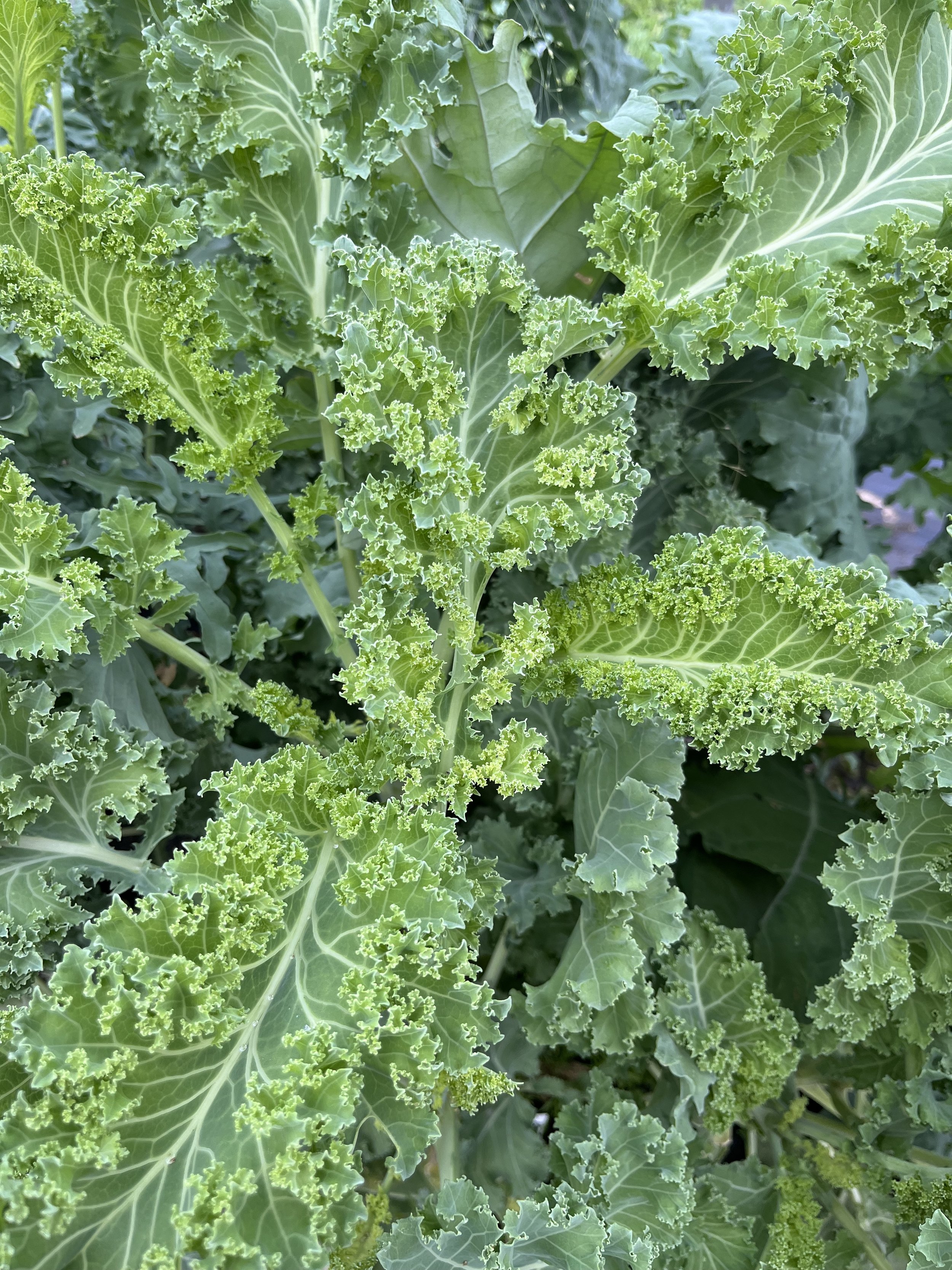 (Seeds) Kale: Curled Blue Vates