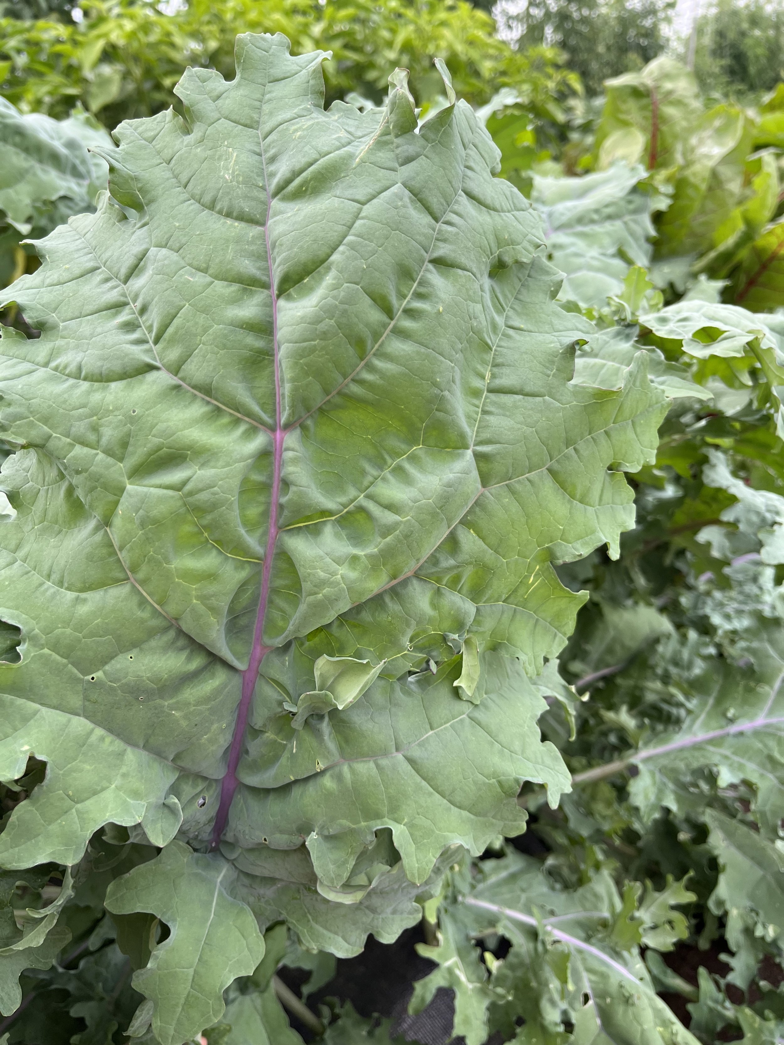 (Seeds) Kale: Red Russian