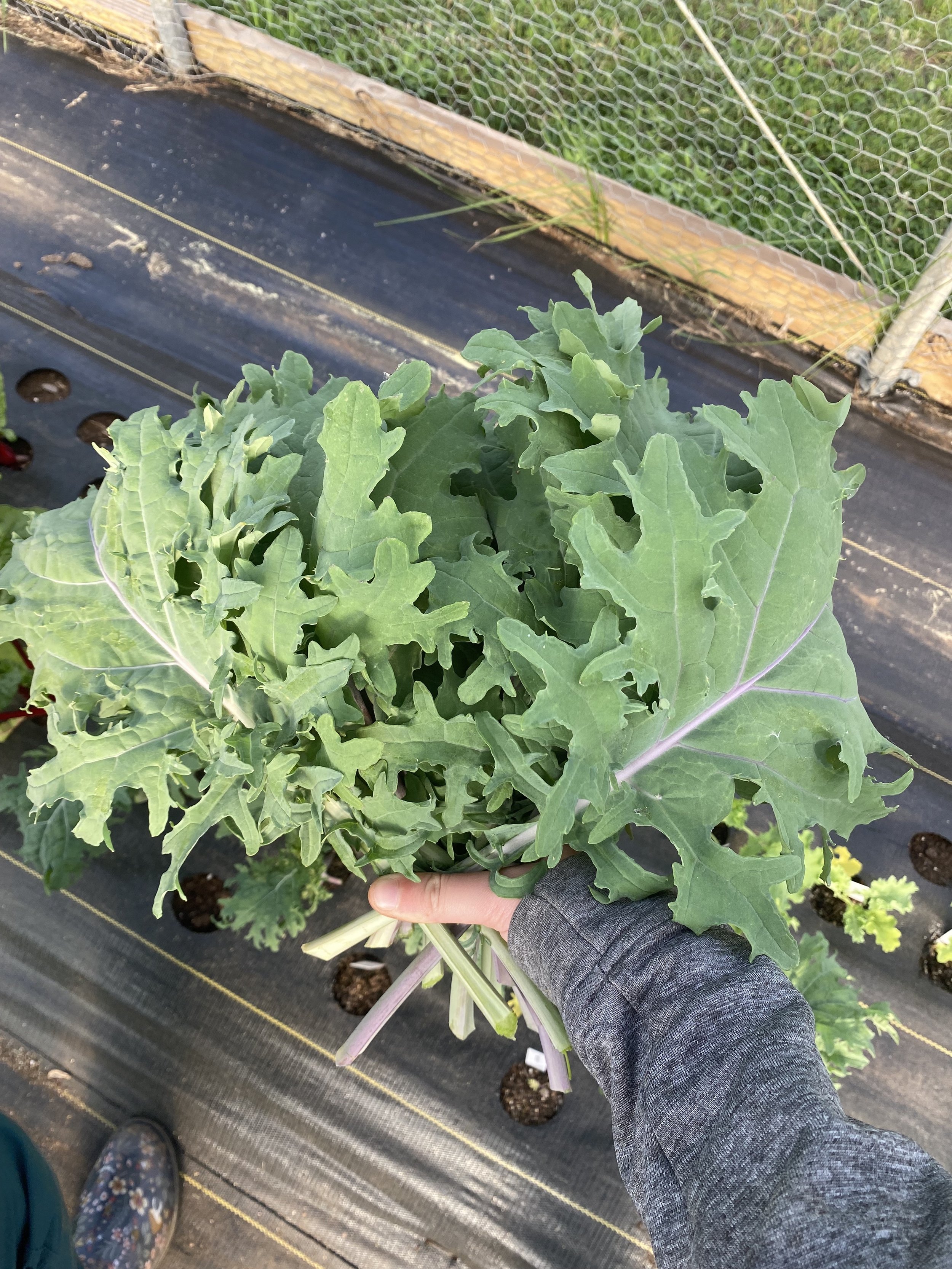 Kale Red.jpg