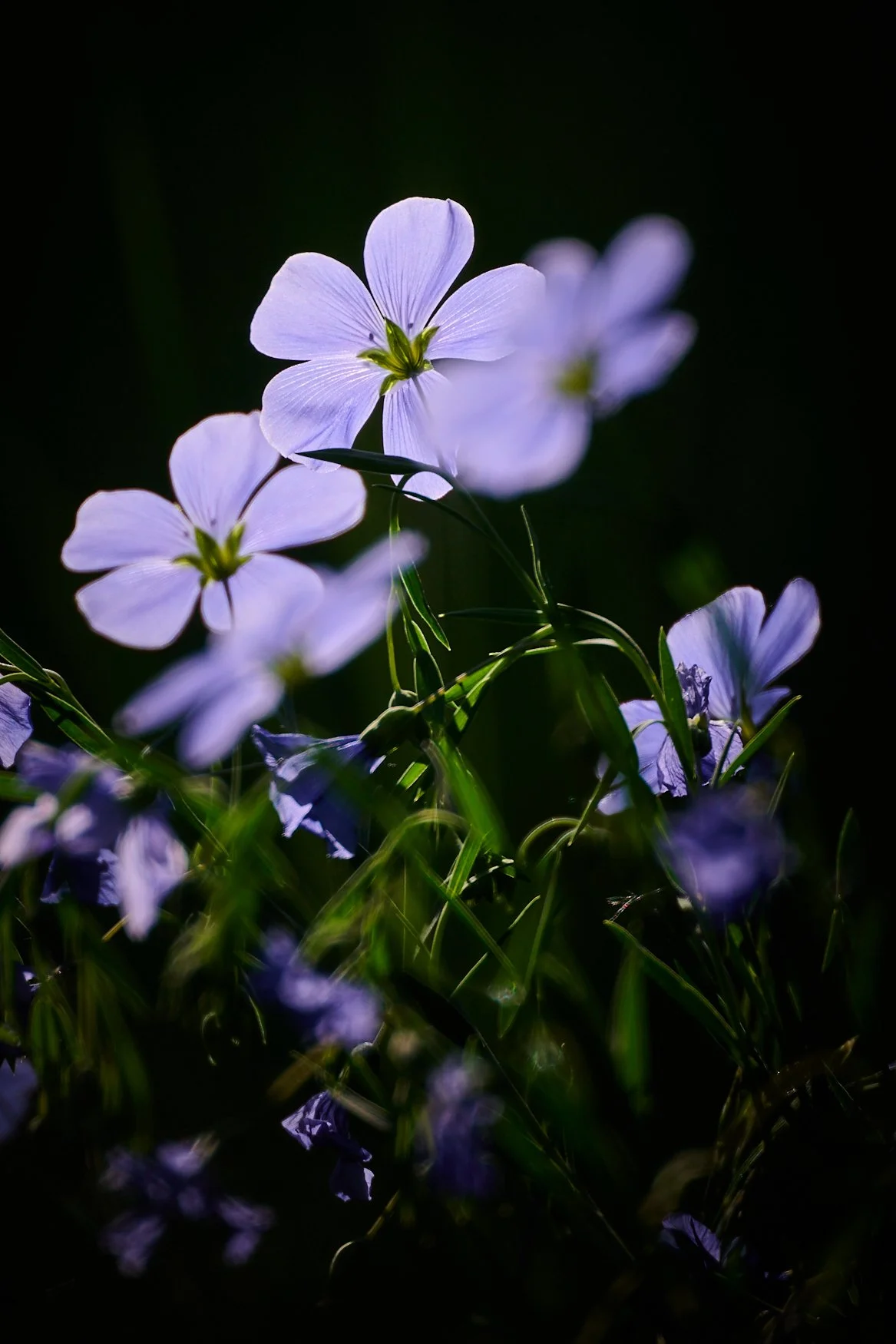 Back lighted wild flowers along the stream at 1200mm.