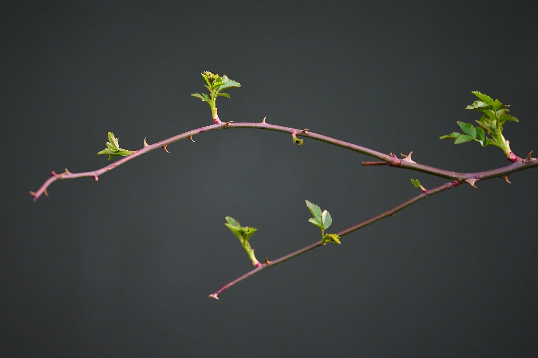 Green leafs on a tree with pretty background