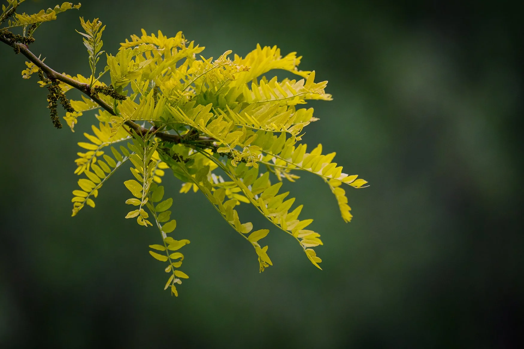 Sample photo taken with the Nikon Z5II and the NIKKOR Z 180-600mm f/5.6-6.3 VR lens