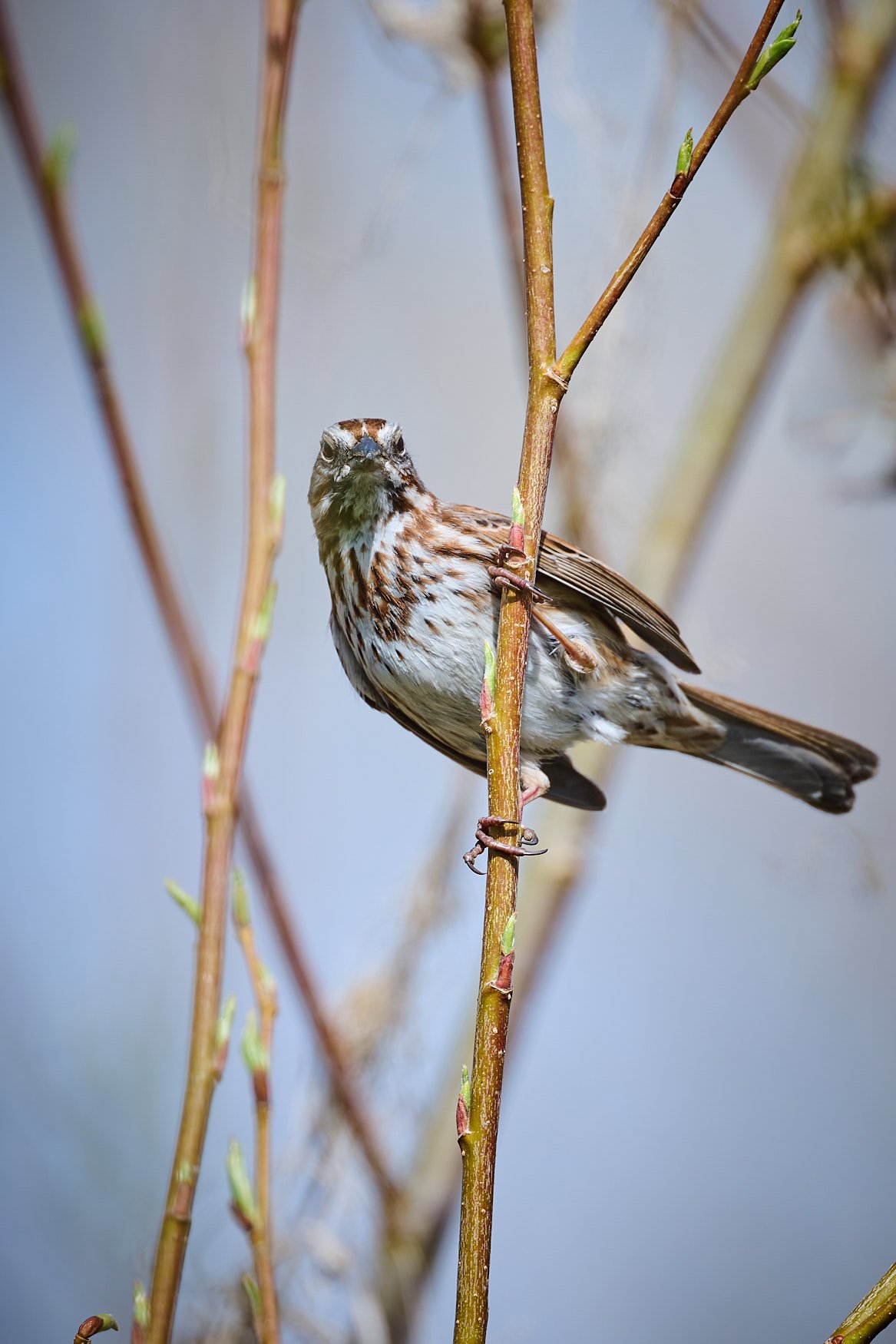 Sparrow in a marsh