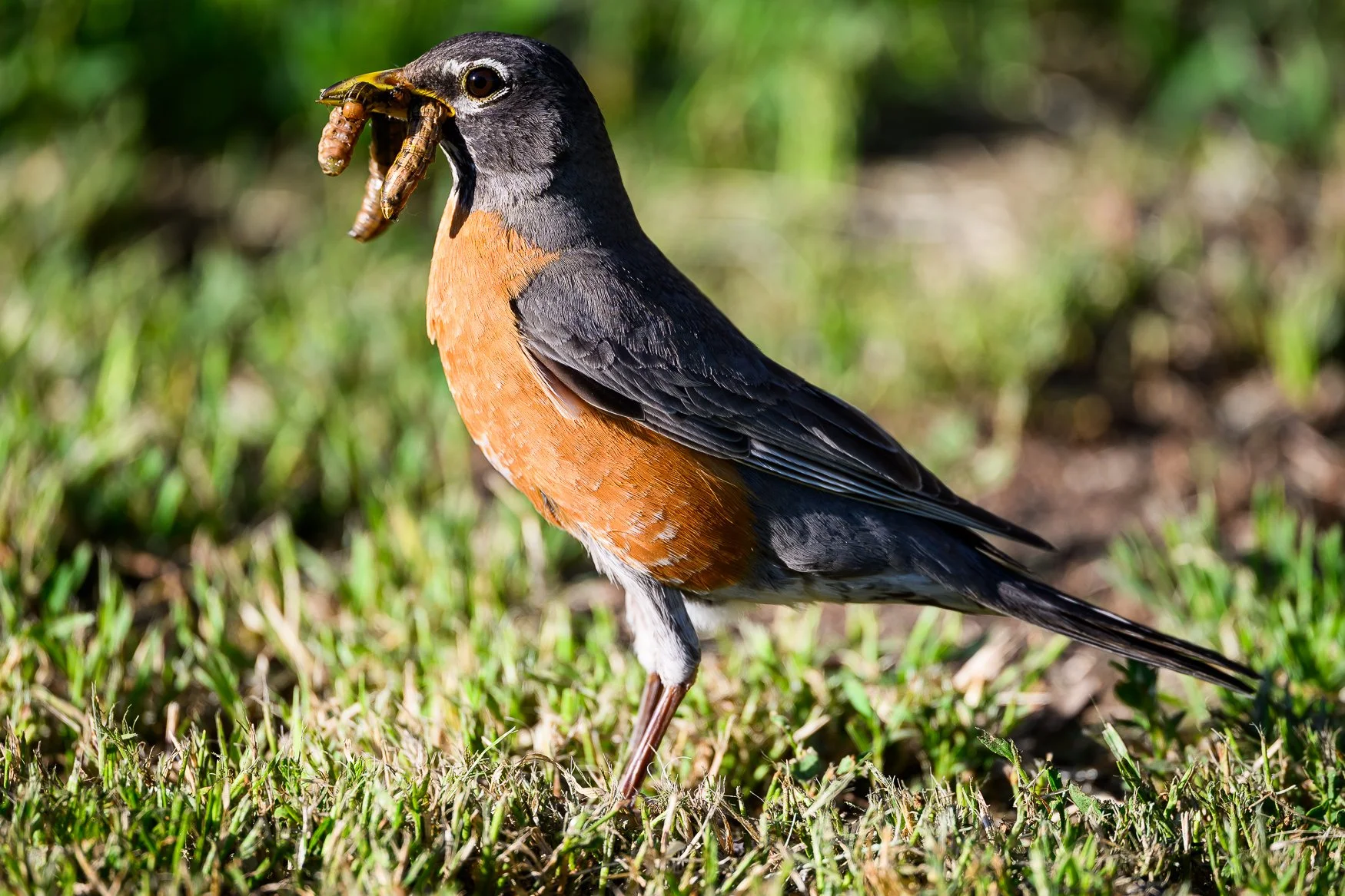 Sample photo taken with the Nikon Z5II and the NIKKOR Z 800mm f/6.3 VR lens