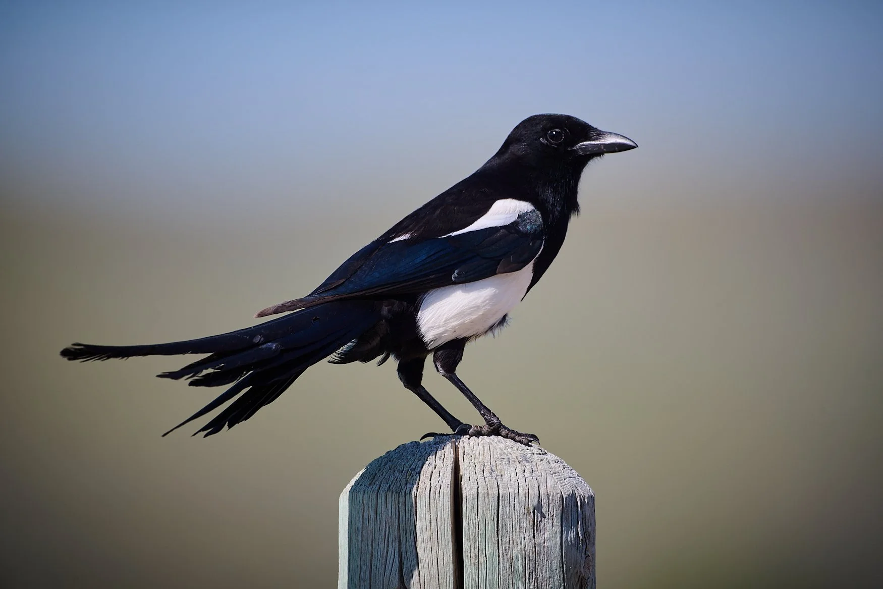 Although this bird might look exotic, Black-billed Magpies are actually very common in Idaho.
