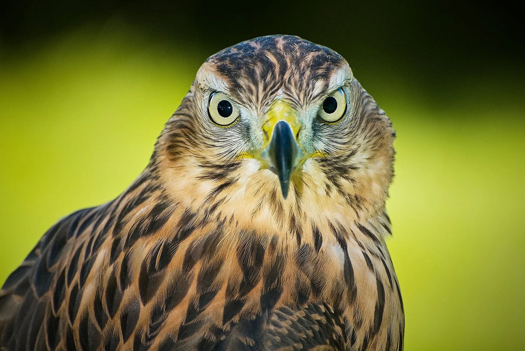 Did Seahawks official photographer and Nikon Ambassador Rod Mar test the Nikon Z9II during the Super Bowl?