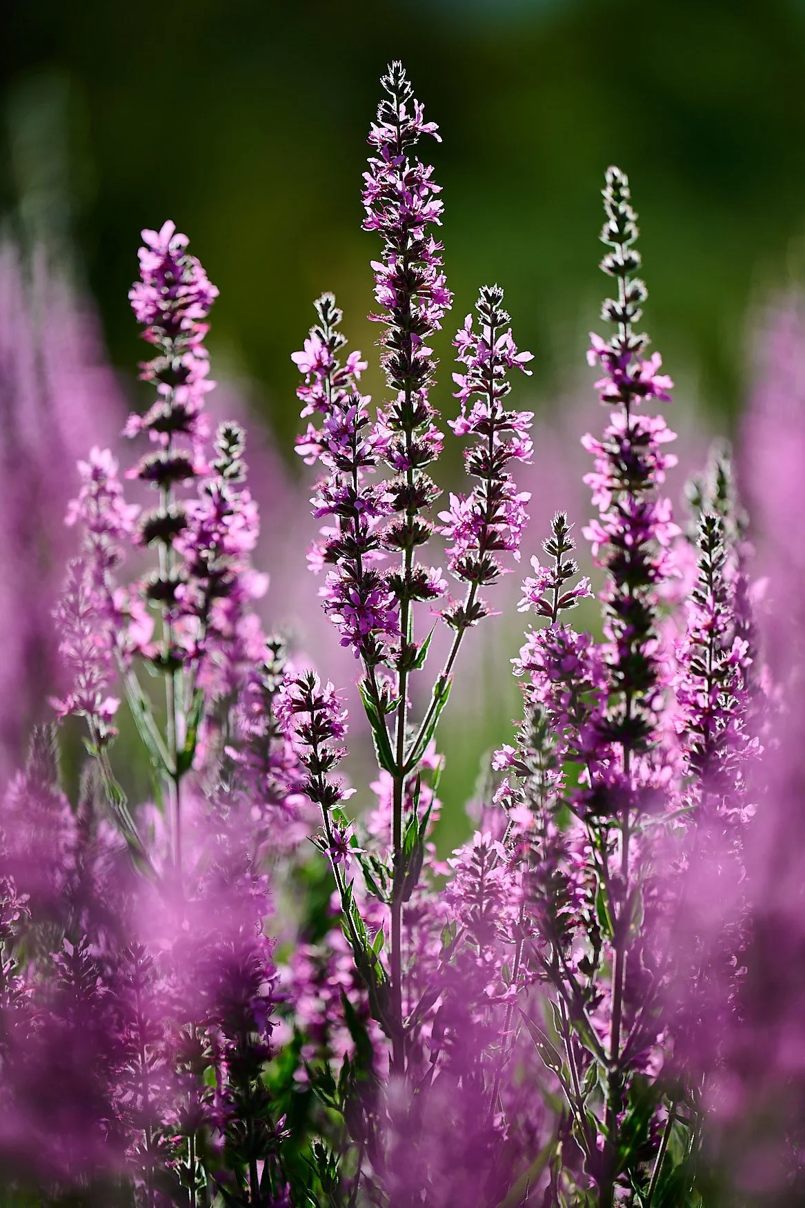 Robert G Allen Photography _Z522873.jpg