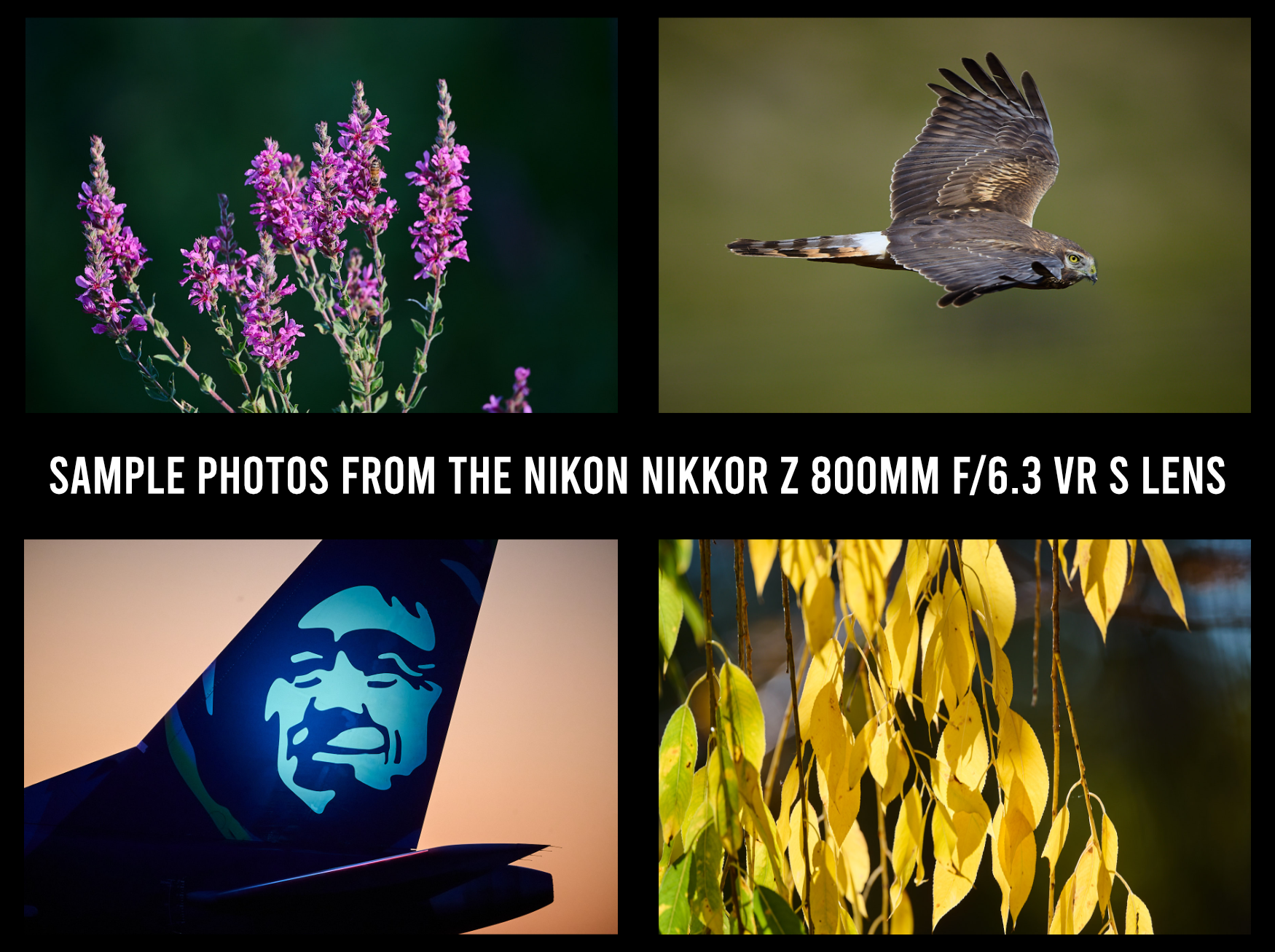 Sample photos taken with the Nikon NIKKOR Z 800mm f/6.3 VR S lens with a variety of Nikon mirrorless camera bodies