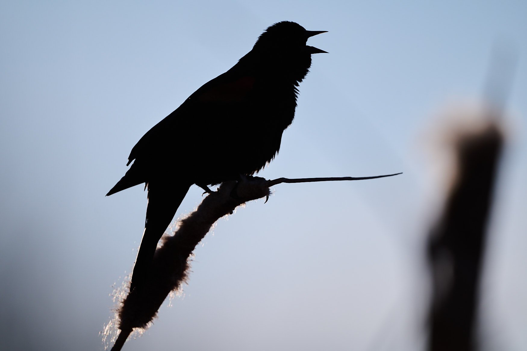 Nikon Z5II Sample Photo Gallery Using a Variety of Nikon Lenses: Updated 03/19/2026 with new photos!