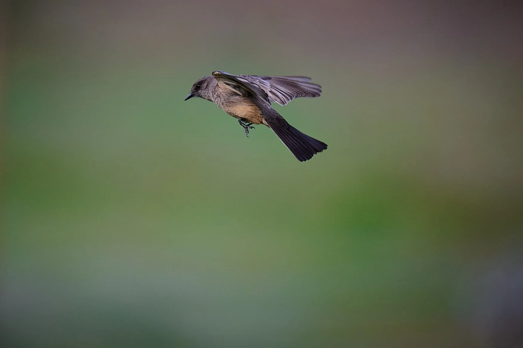 Today, Nikon USA announces free camera strap &amp; hot shoe cover with qualifying purchase of a Nikon Z5II mirrorless camera body.