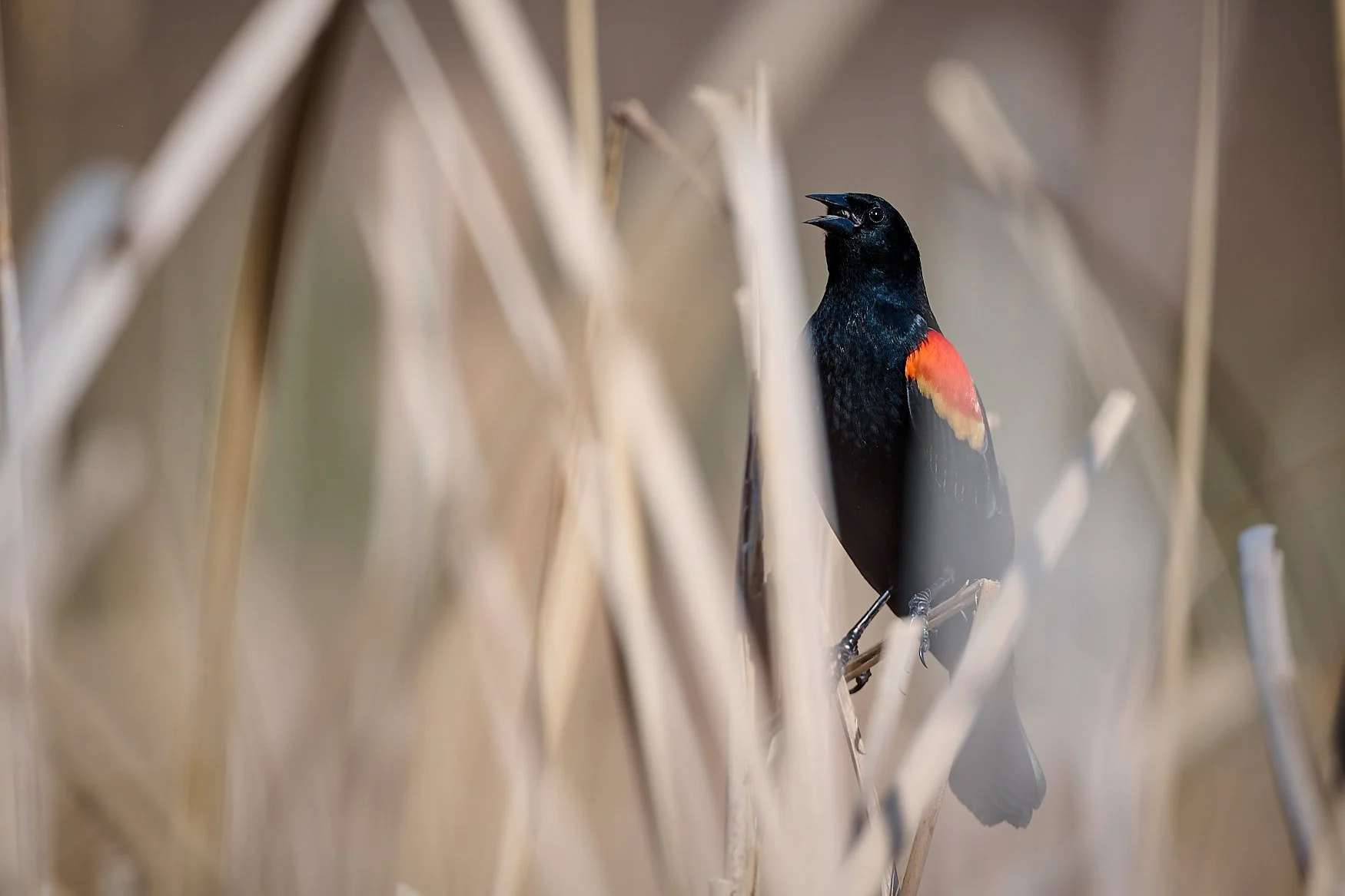 Nikon Z5II Sample Photo Gallery Using a Variety of Nikon Lenses: Updated 04/01/2026 with new photos!