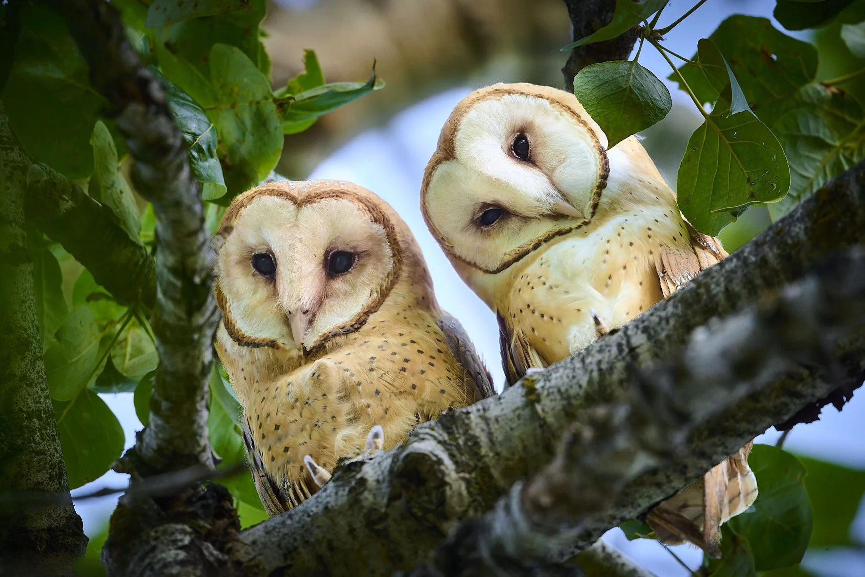 A Walk in Nature with the Nikon Z9 and the NIKKOR Z 800mm f/6.3 VR S lens