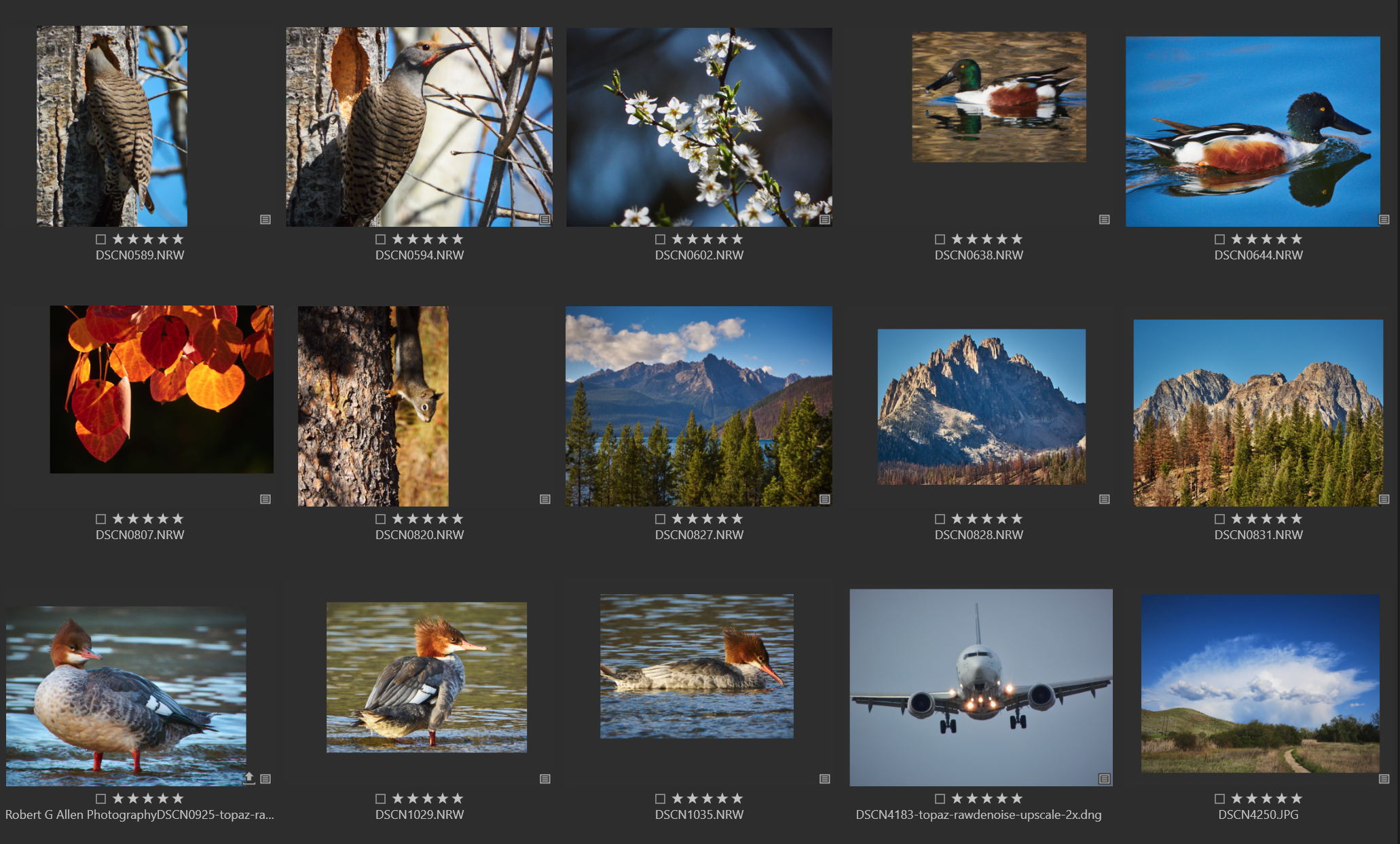 Nikon COOLPIX P1100 Sample Gallery